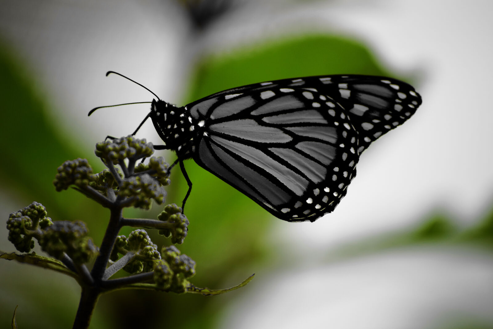 Nikon D3300 sample photo. Nature, leaves, green, butterfly photography