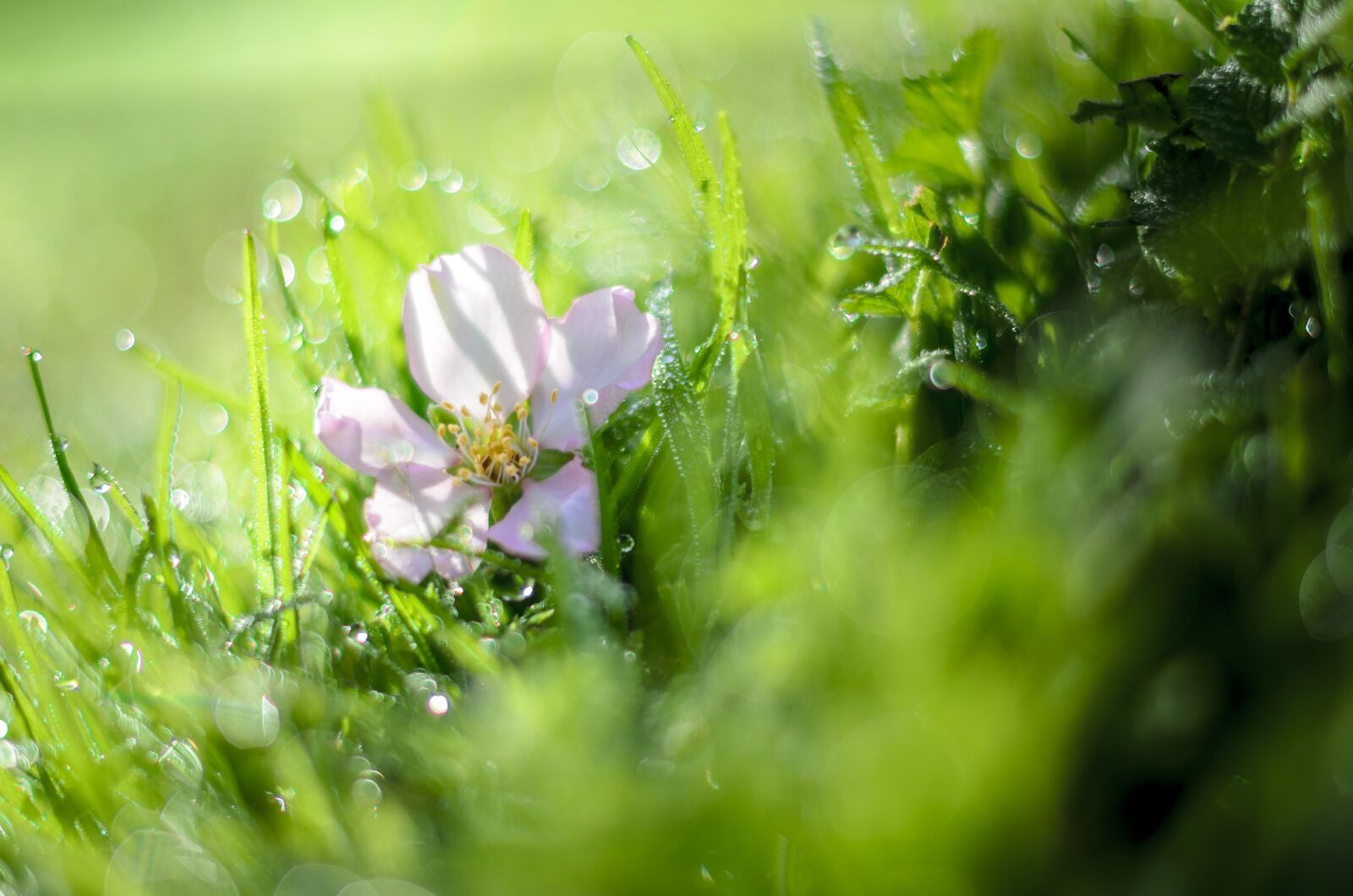 Nikon D7000 sample photo. Almond flower, australia, beautiful photography