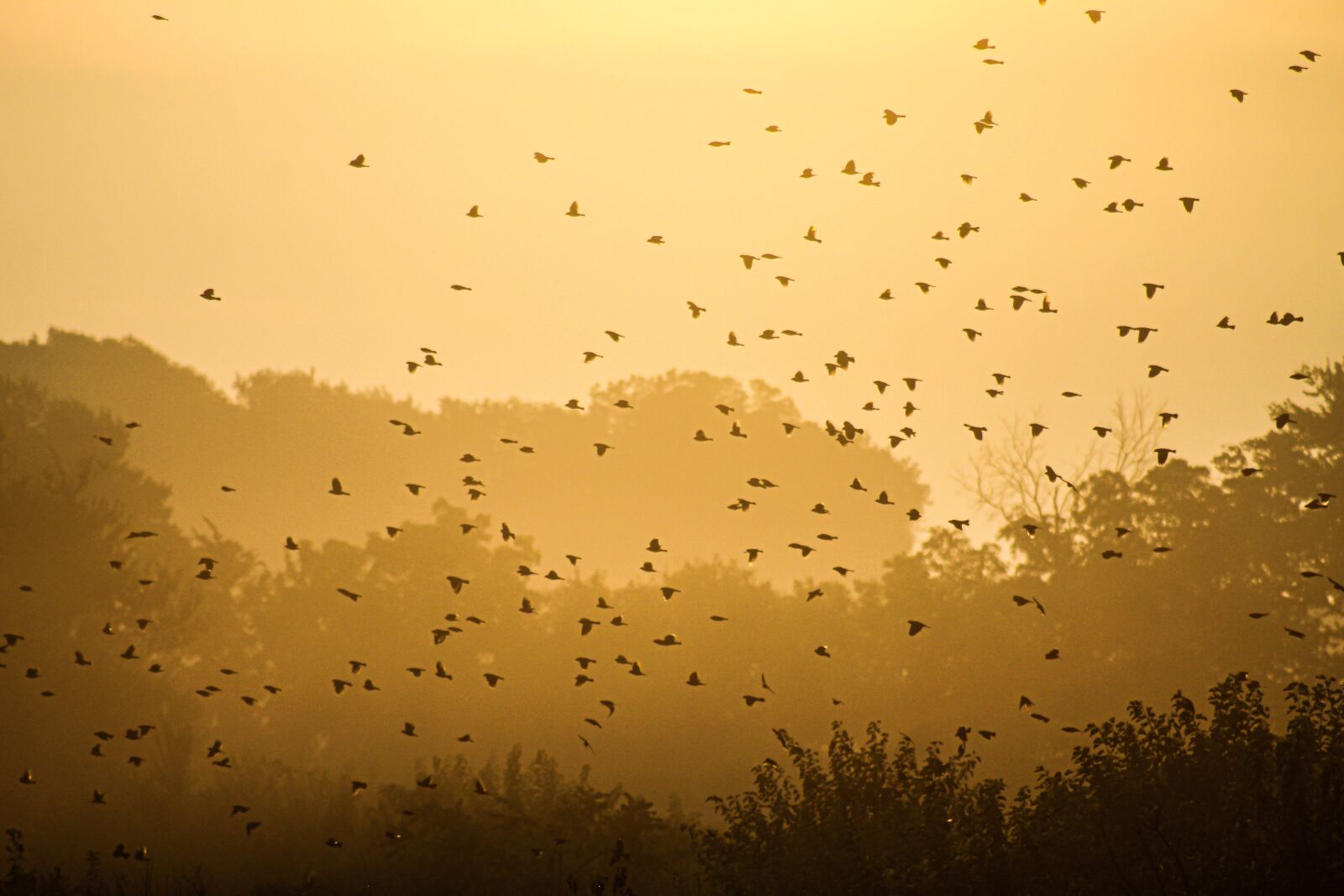 EF75-300mm f/4-5.6 sample photo. Birds, flock, flying photography