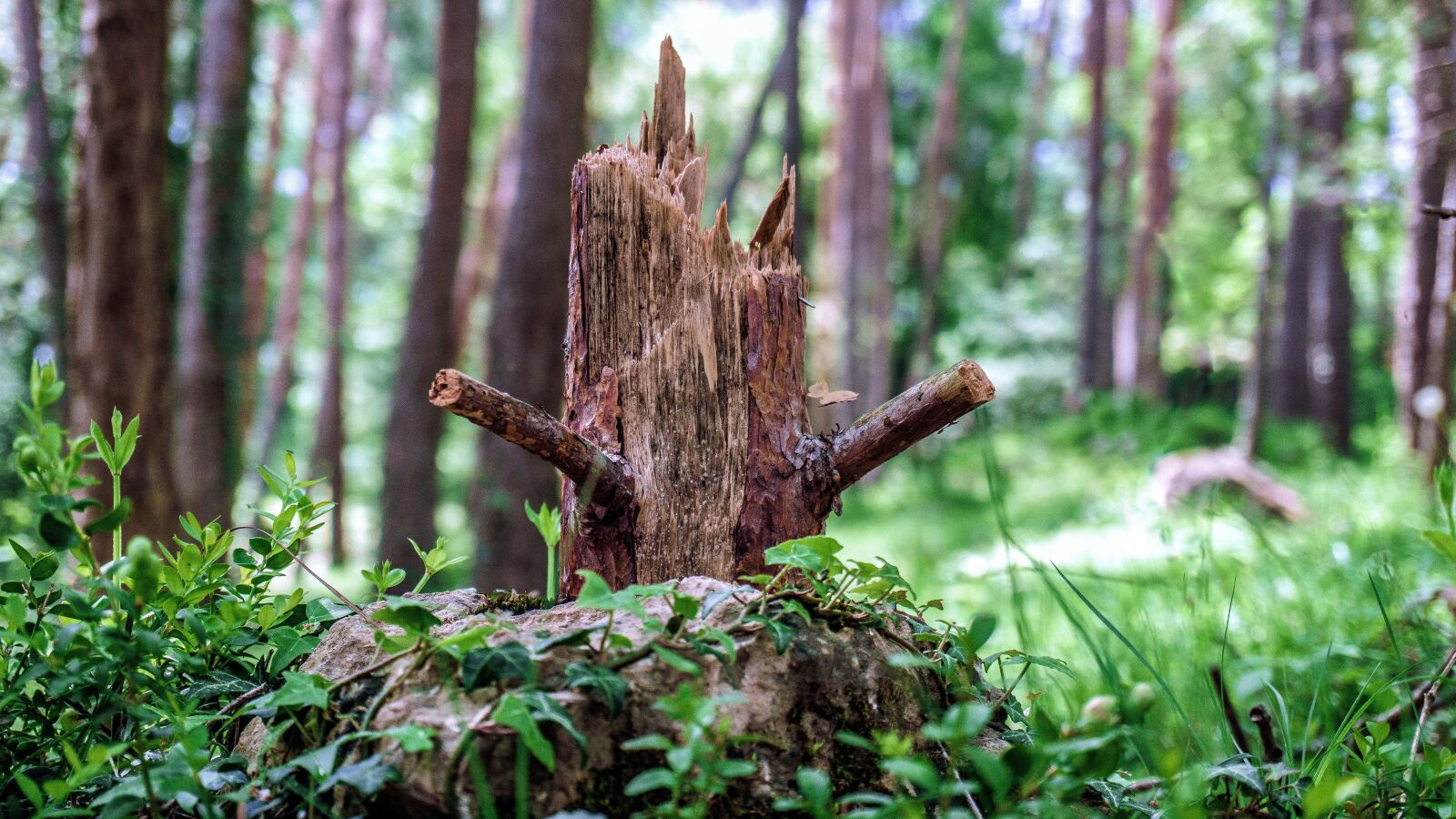 Sony a6000 sample photo. Nature, landscapes, forest photography