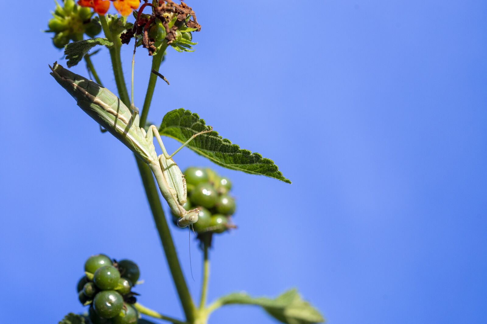 Nikon D600 sample photo. Insect, nature, mantidae photography