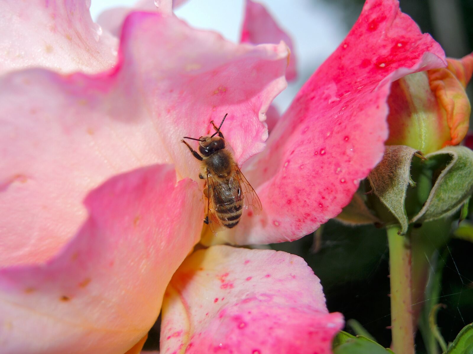 Nikon Coolpix P7700 sample photo. Bee, rose, nature photography