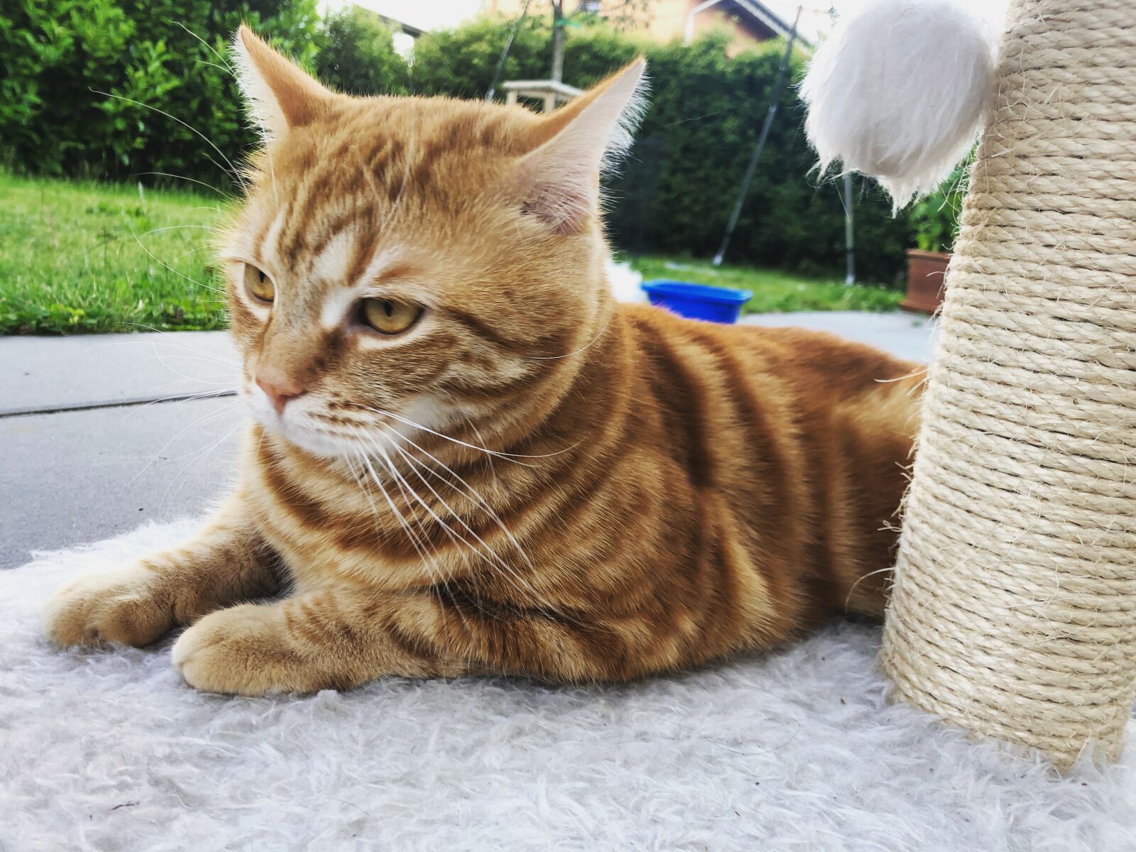 iPhone 8 back camera 3.99mm f/1.8 sample photo. Cat, kitten, gustaf photography