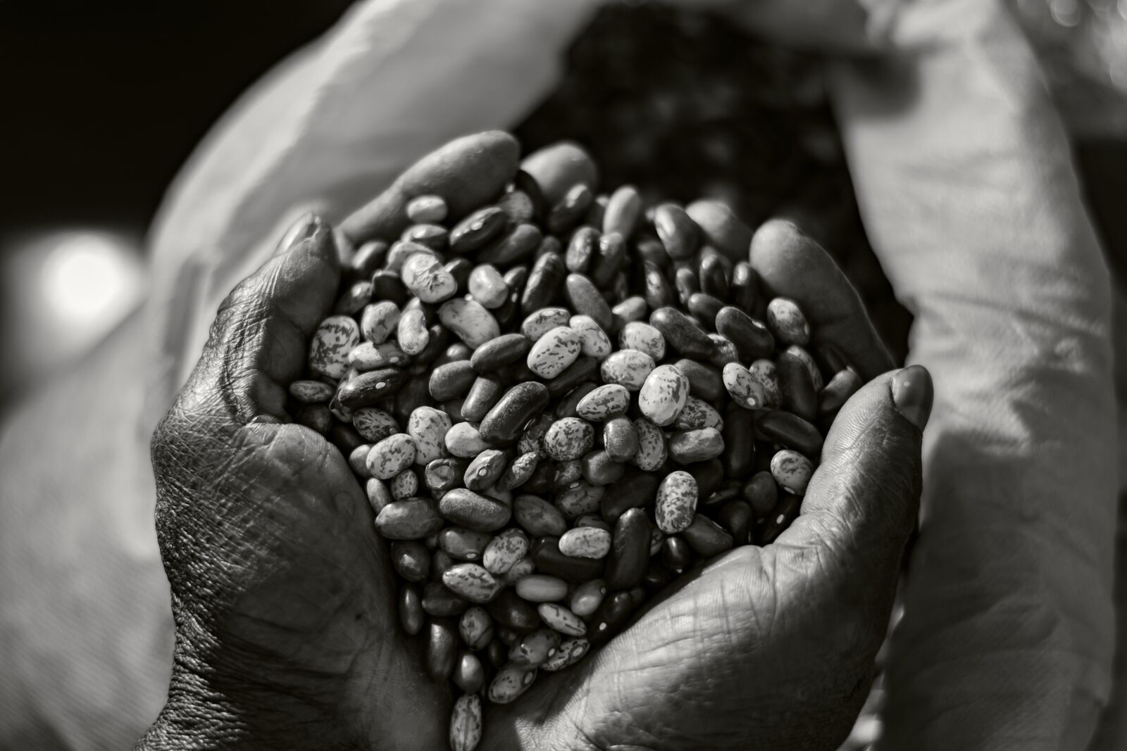 Nikon D5300 sample photo. Grains, black and white photography