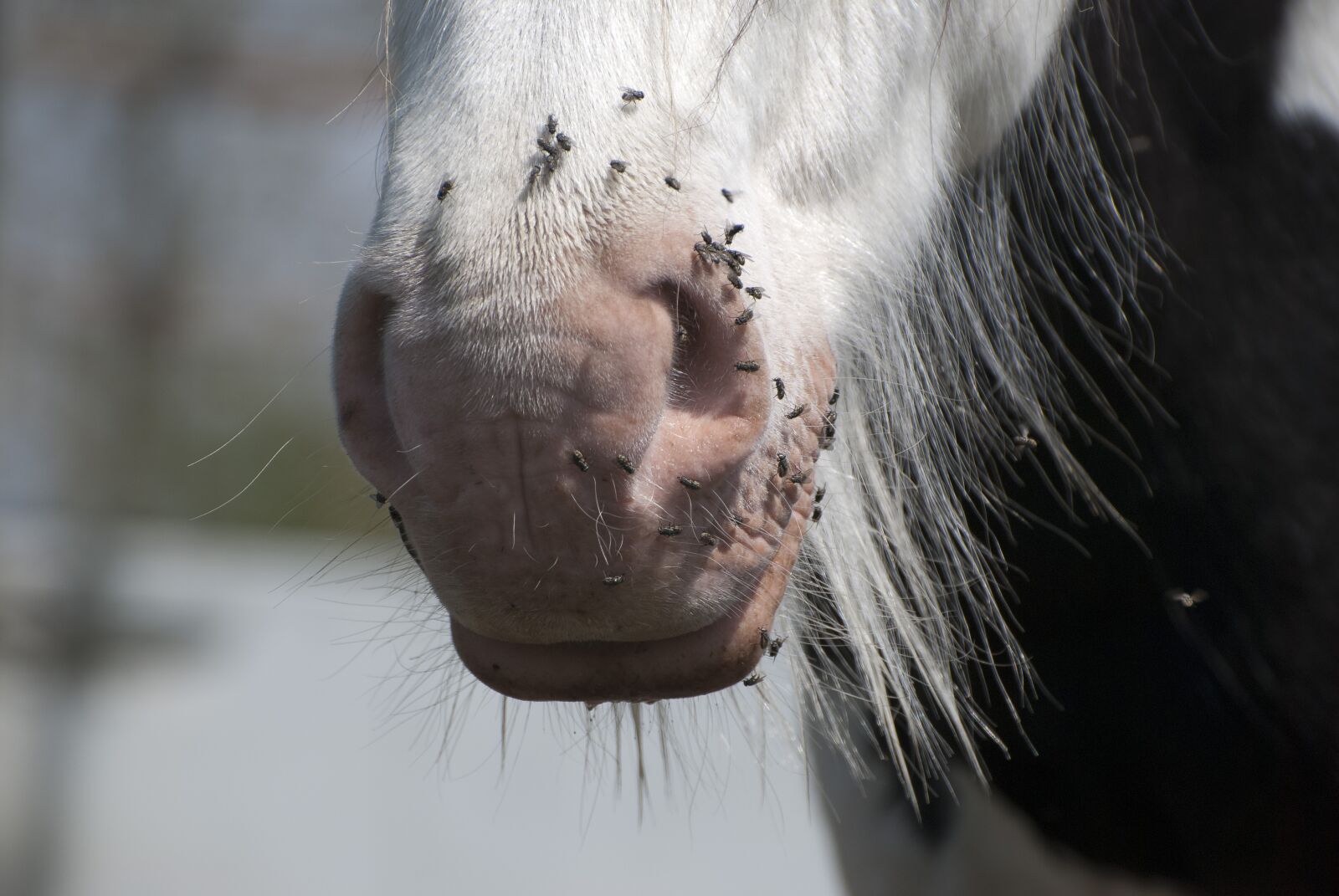 Nikon D80 sample photo. Pest plague, workhorse, belgian photography
