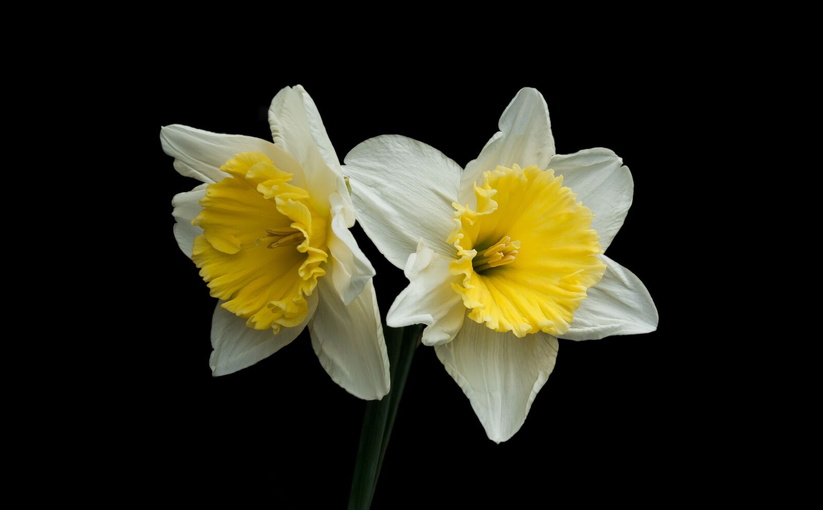 Canon EOS 550D (EOS Rebel T2i / EOS Kiss X4) sample photo. Narcis, spring, nature photography