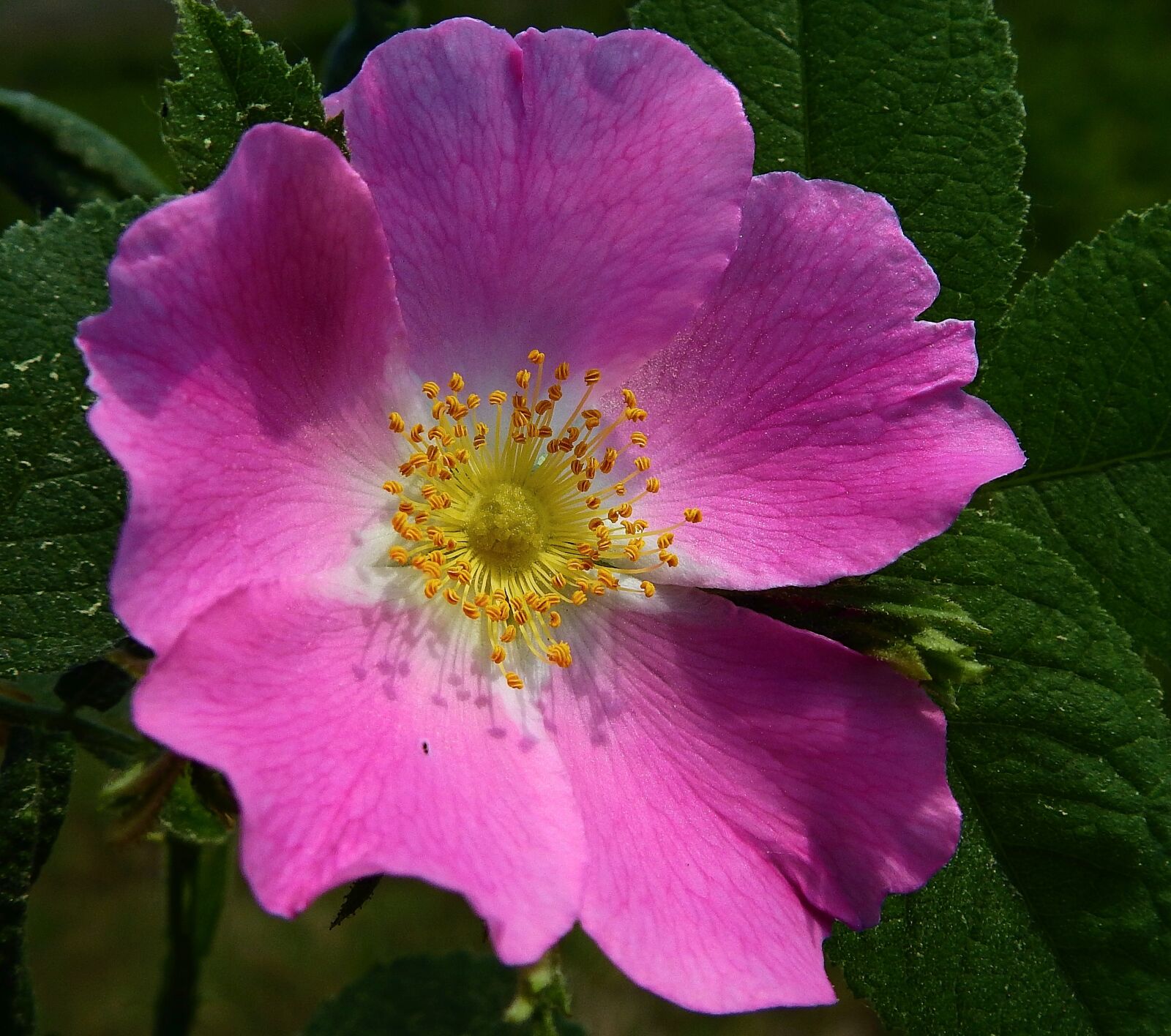 Nikon Coolpix P900 sample photo. Flower, wild rose, bush photography