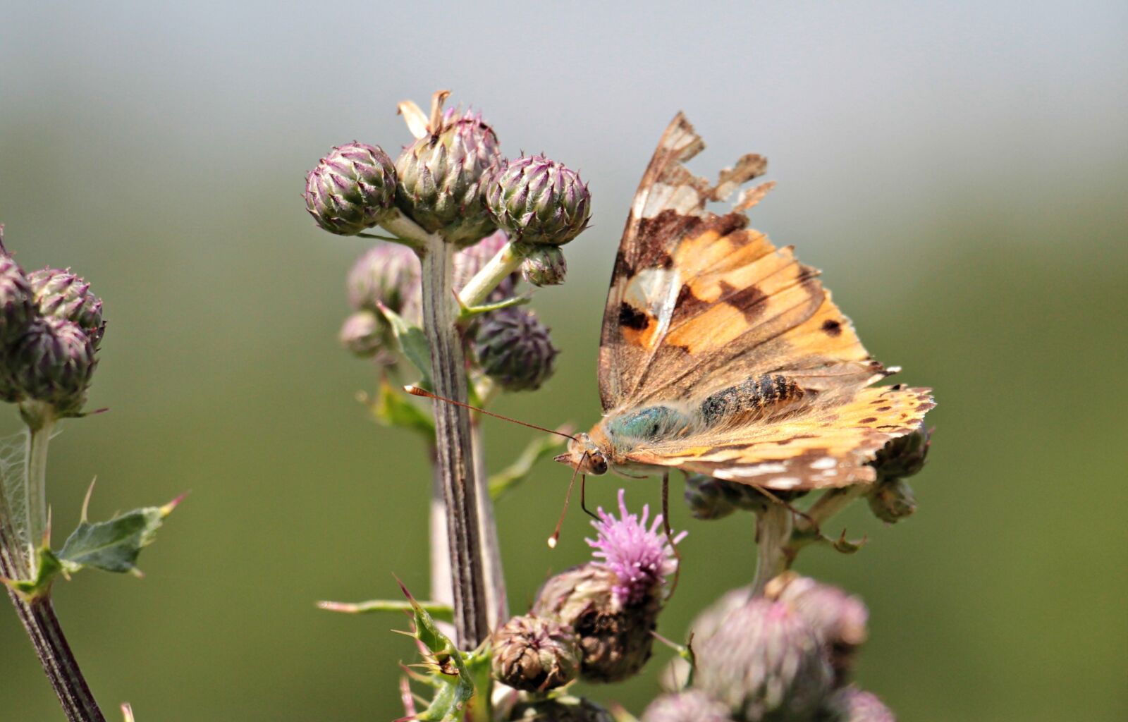 Canon EOS 550D (EOS Rebel T2i / EOS Kiss X4) sample photo. Butterfly, diestel, thistle flower photography