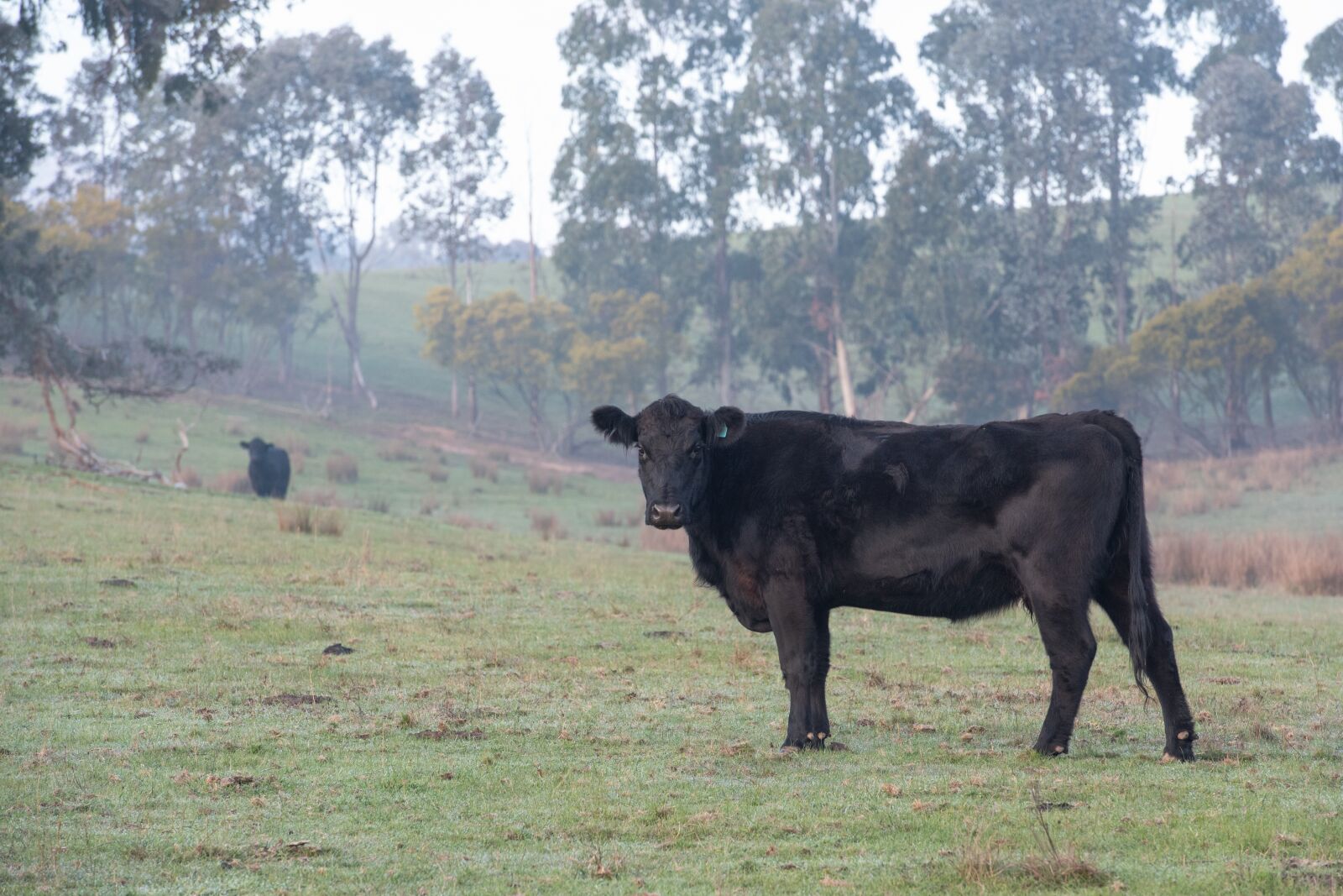 Nikon D750 sample photo. Cow, black, angus photography