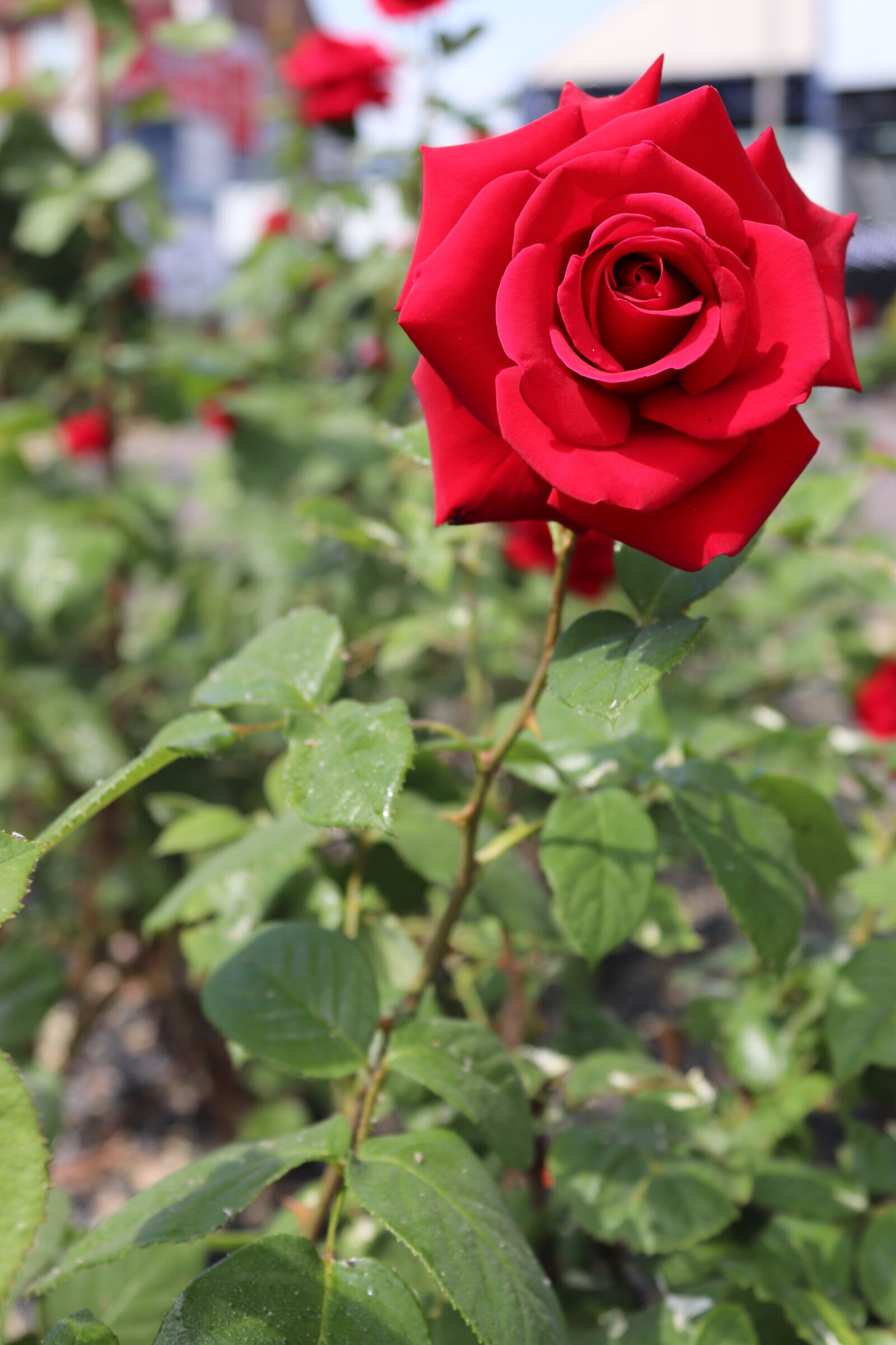 Canon EOS 200D (EOS Rebel SL2 / EOS Kiss X9) sample photo. Rose, blossom, bloom photography