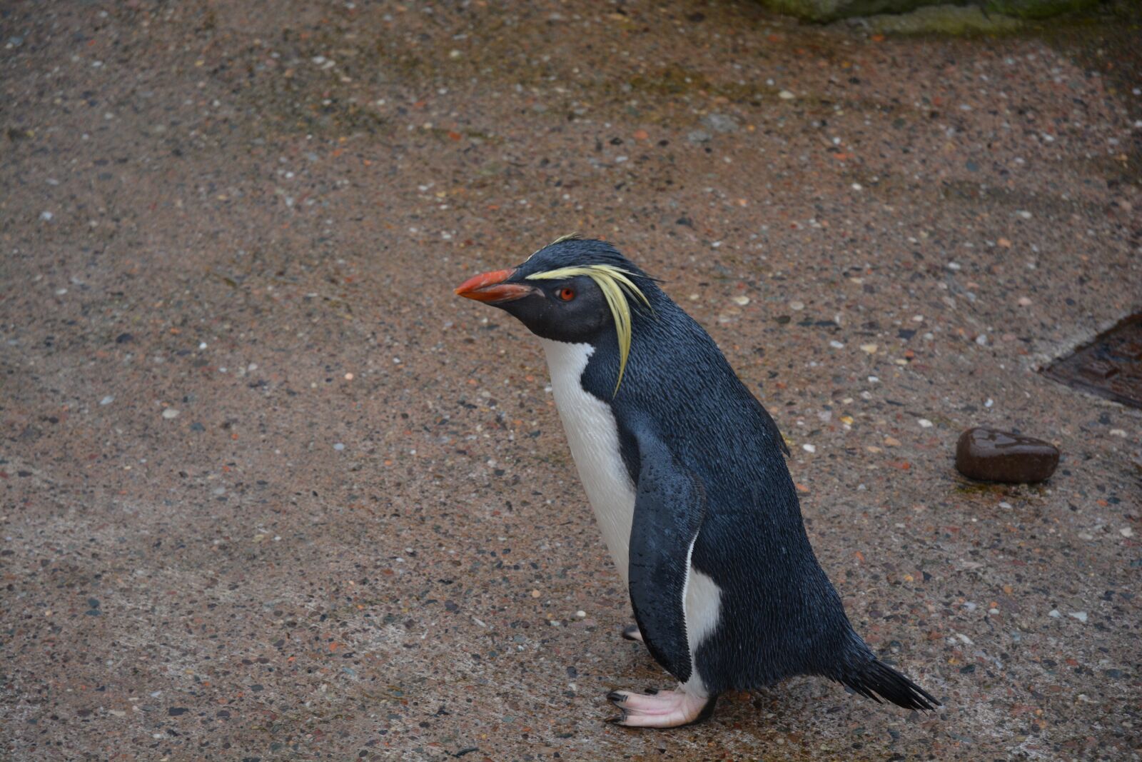 Nikon D5200 sample photo. Penguin, nature, animal photography