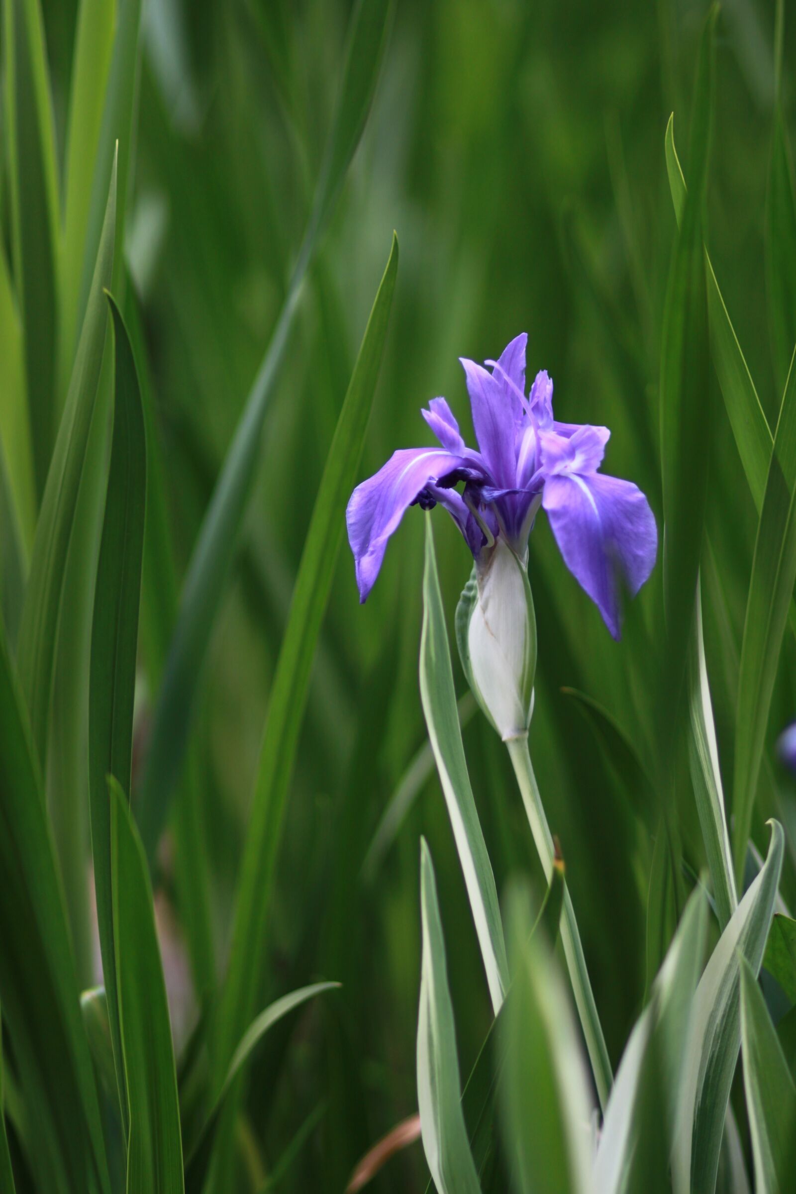 Canon EOS 500D (EOS Rebel T1i / EOS Kiss X3) sample photo. Plants, nature, some people photography