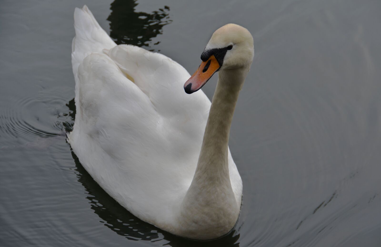 Nikon D5200 sample photo. Swan, bird, river photography