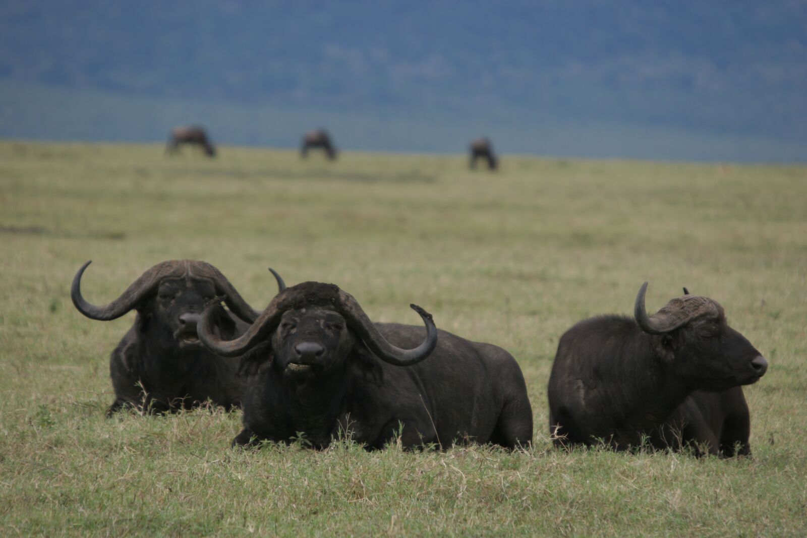 Canon EOS 20D sample photo. Buffalo, kenya, africa photography