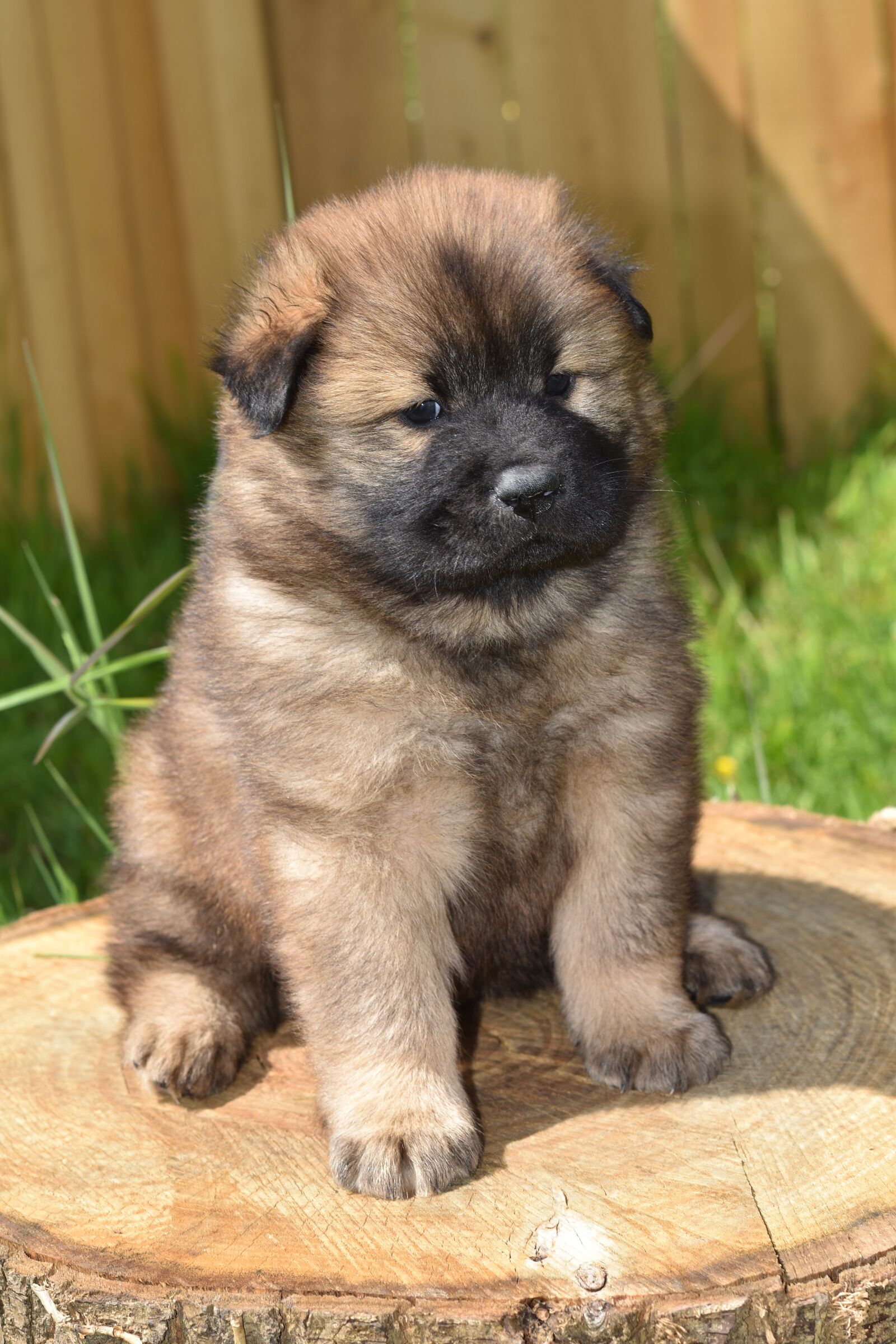 Nikon D5600 sample photo. Dog, puppy, dog eurasier photography