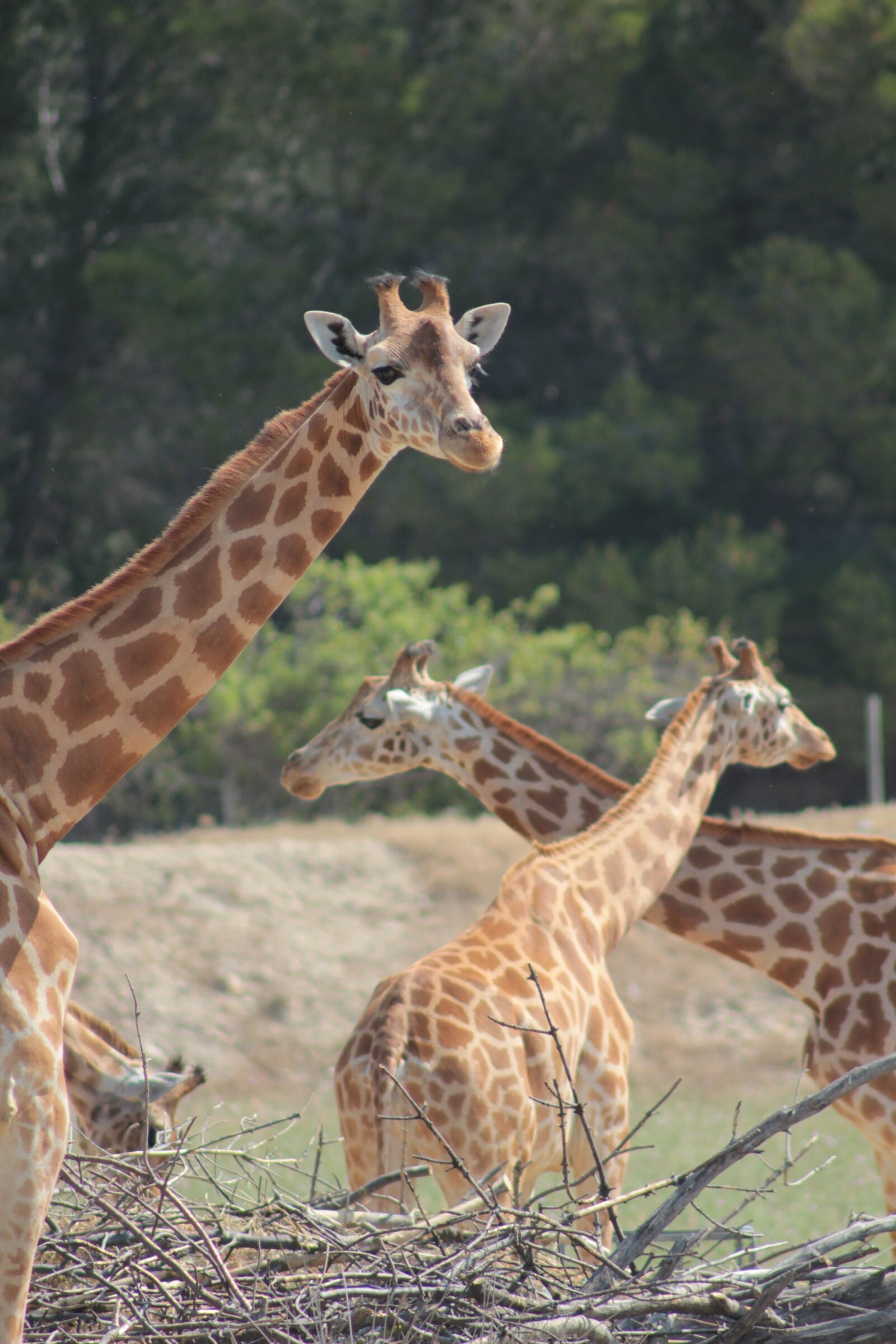 Canon EOS 550D (EOS Rebel T2i / EOS Kiss X4) sample photo. Giraffes, reserve, africa photography
