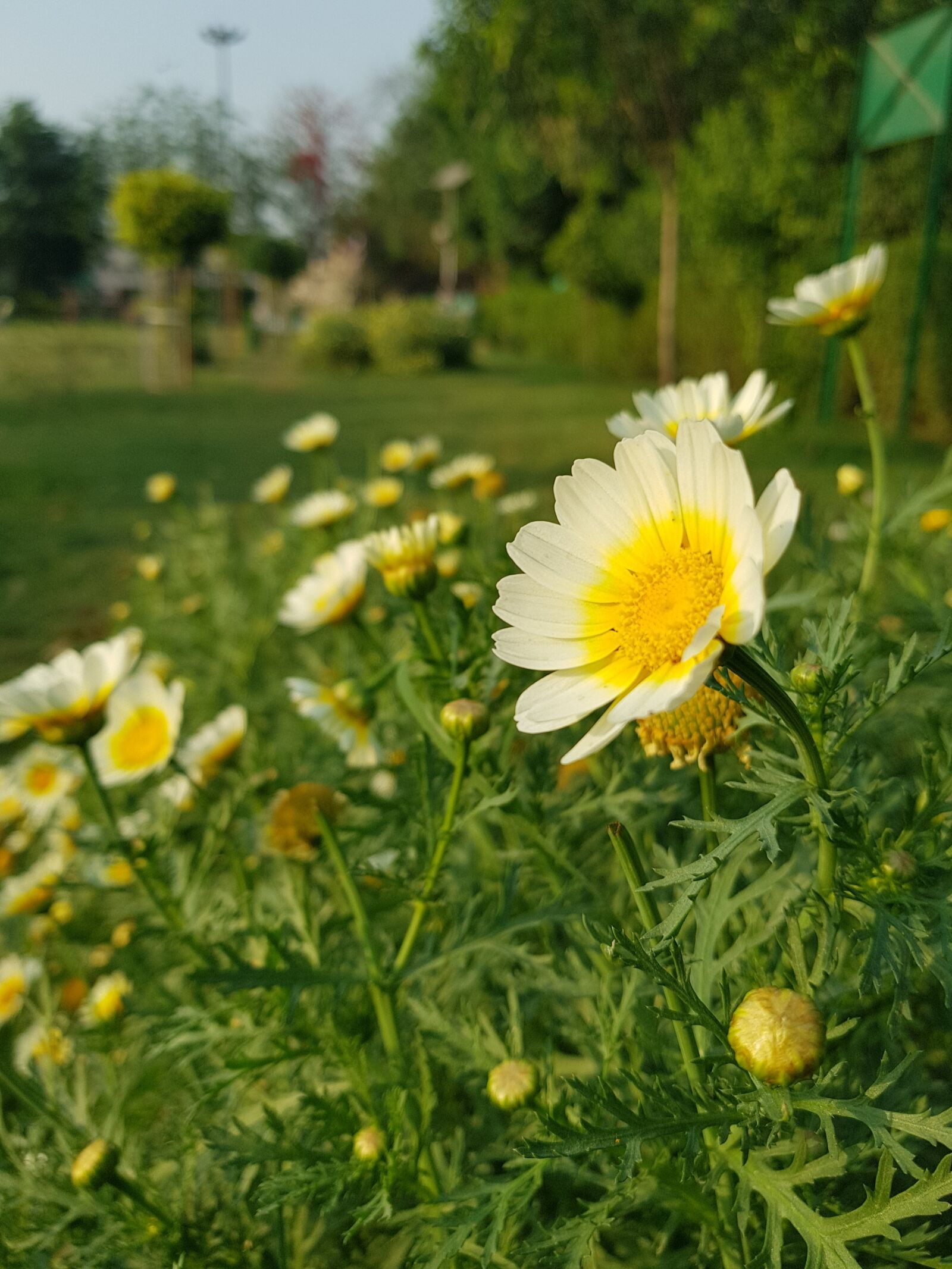 Samsung Galaxy S8+ sample photo. Flowers, agriculture, leafs photography