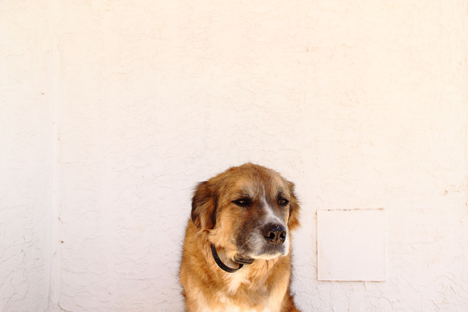 Canon EF-S 18-135mm F3.5-5.6 IS sample photo. Dog, mutt, rescue, dog photography
