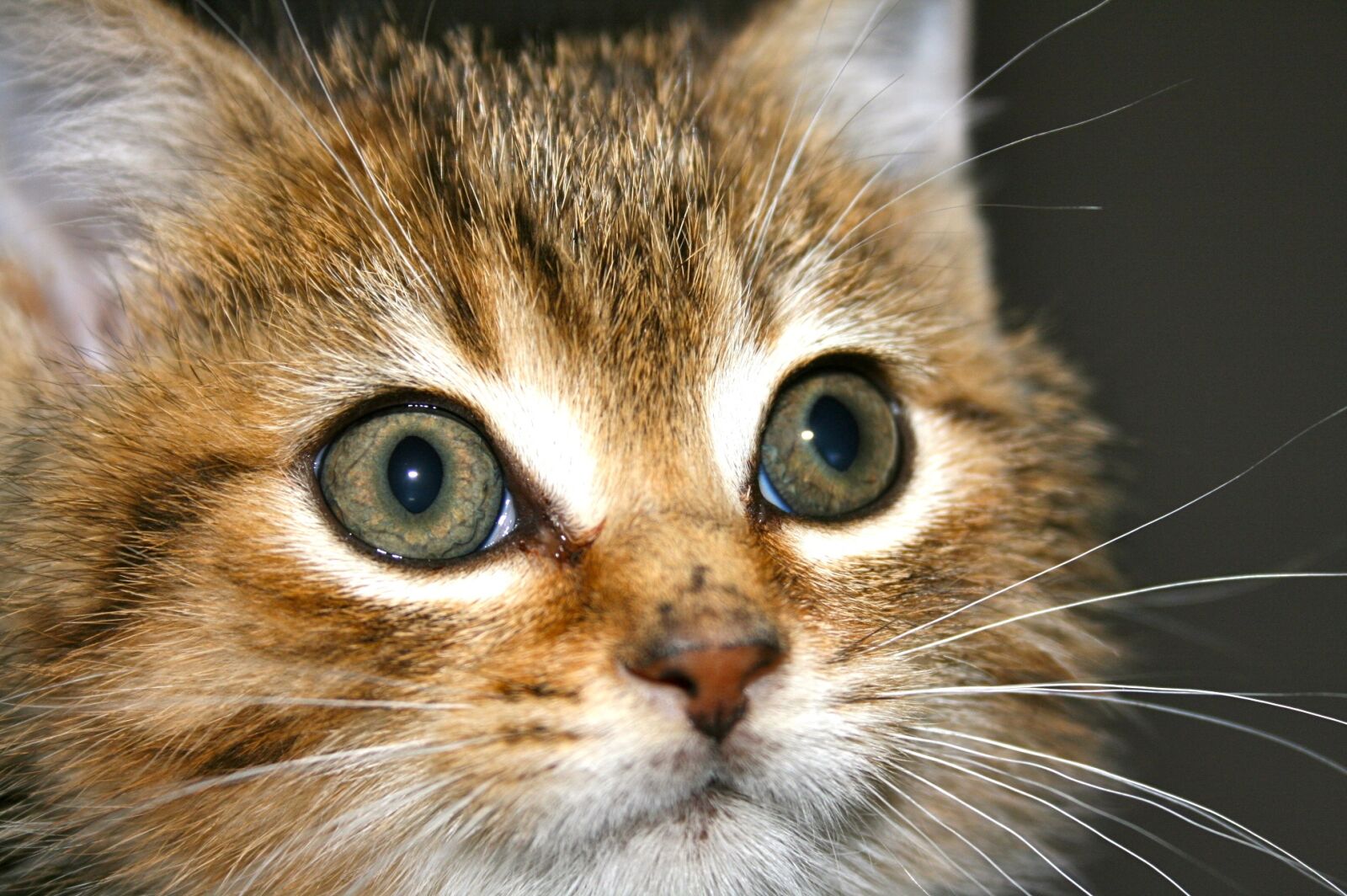 Canon EOS 400D (EOS Digital Rebel XTi / EOS Kiss Digital X) sample photo. Kitten, tabby, cat photography