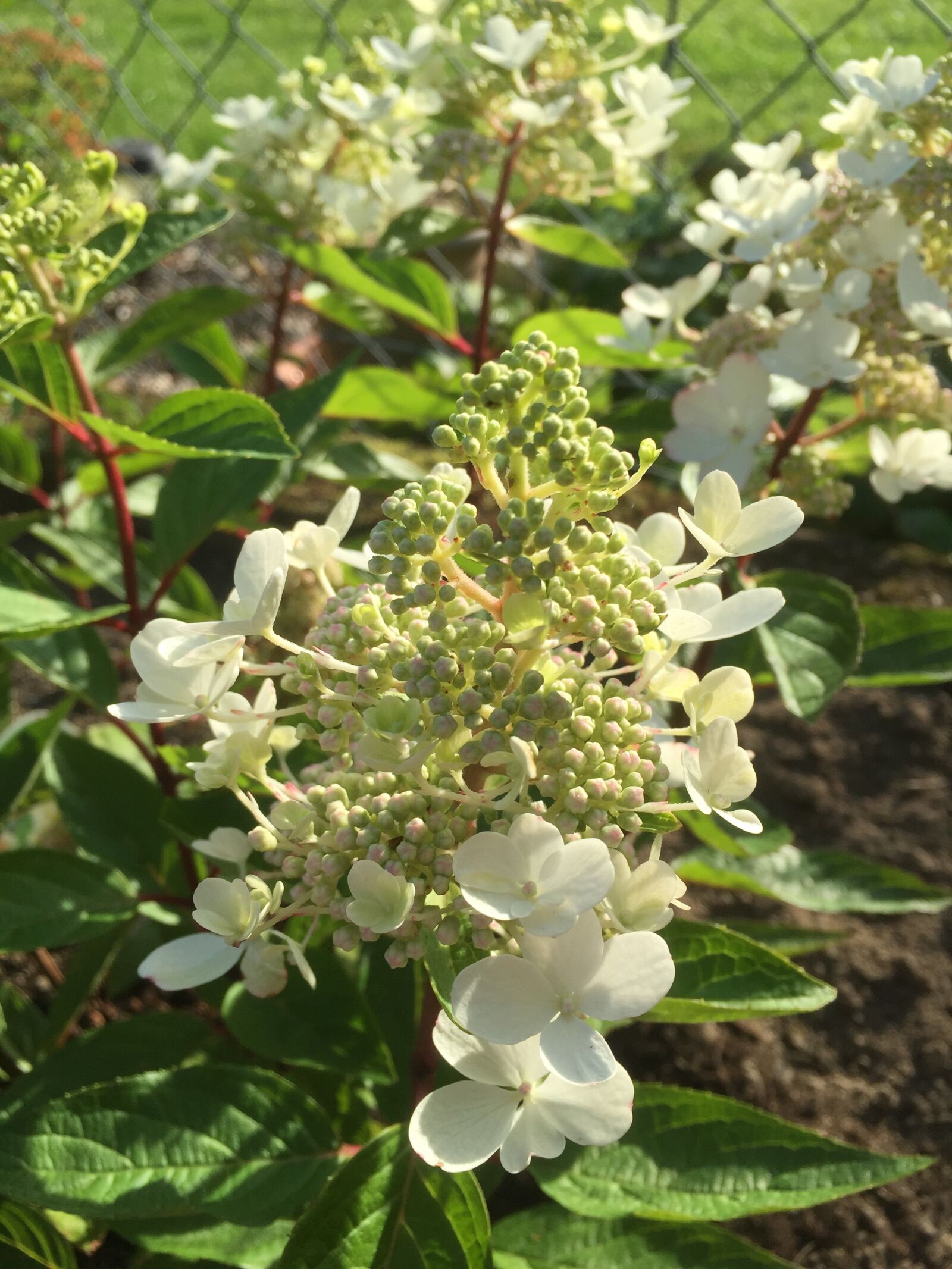 Apple iPhone 6 sample photo. Garden, summer, hydrangea photography