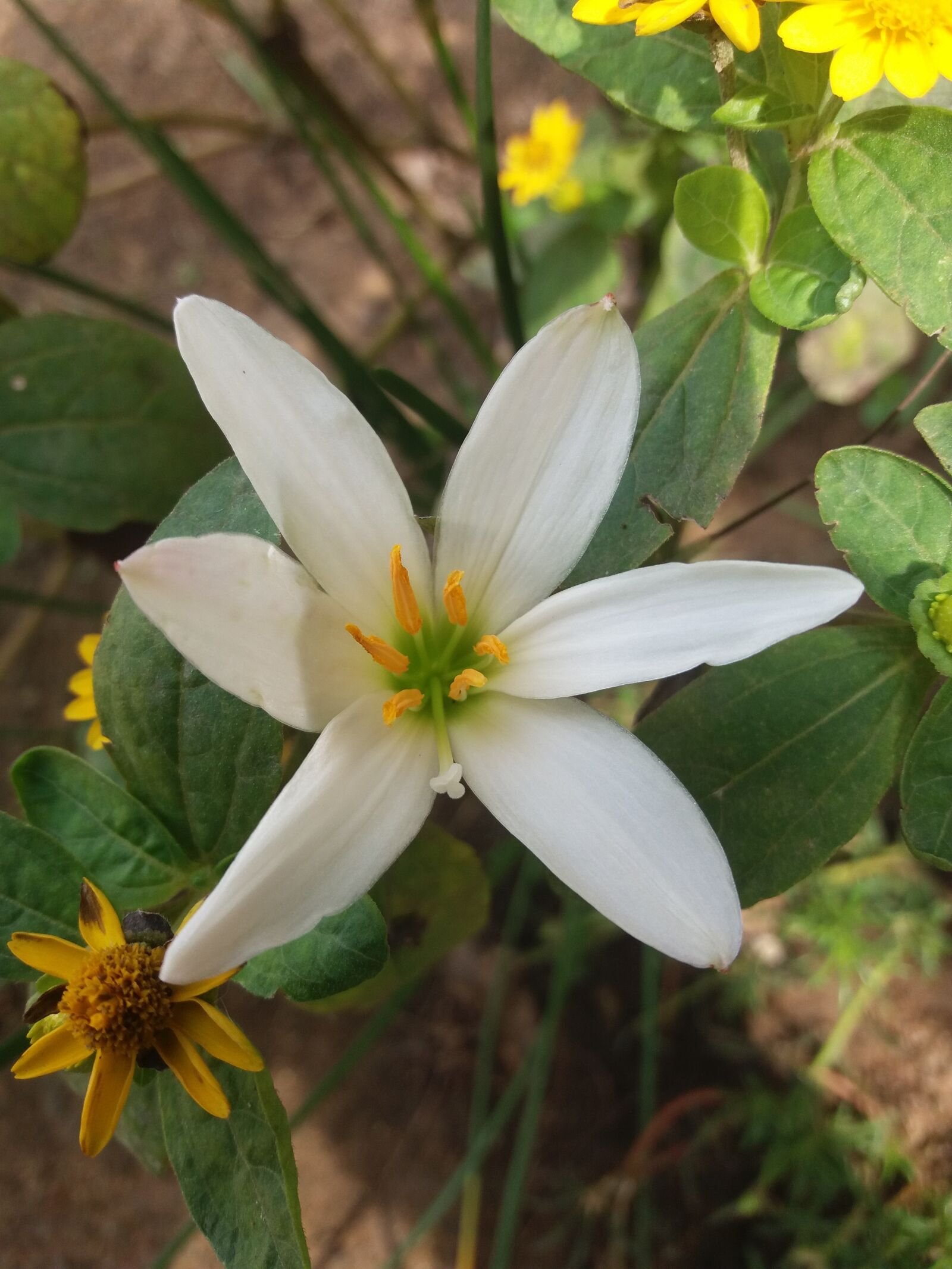 Samsung Galaxy J5 sample photo. Flower, grass, romantic photography