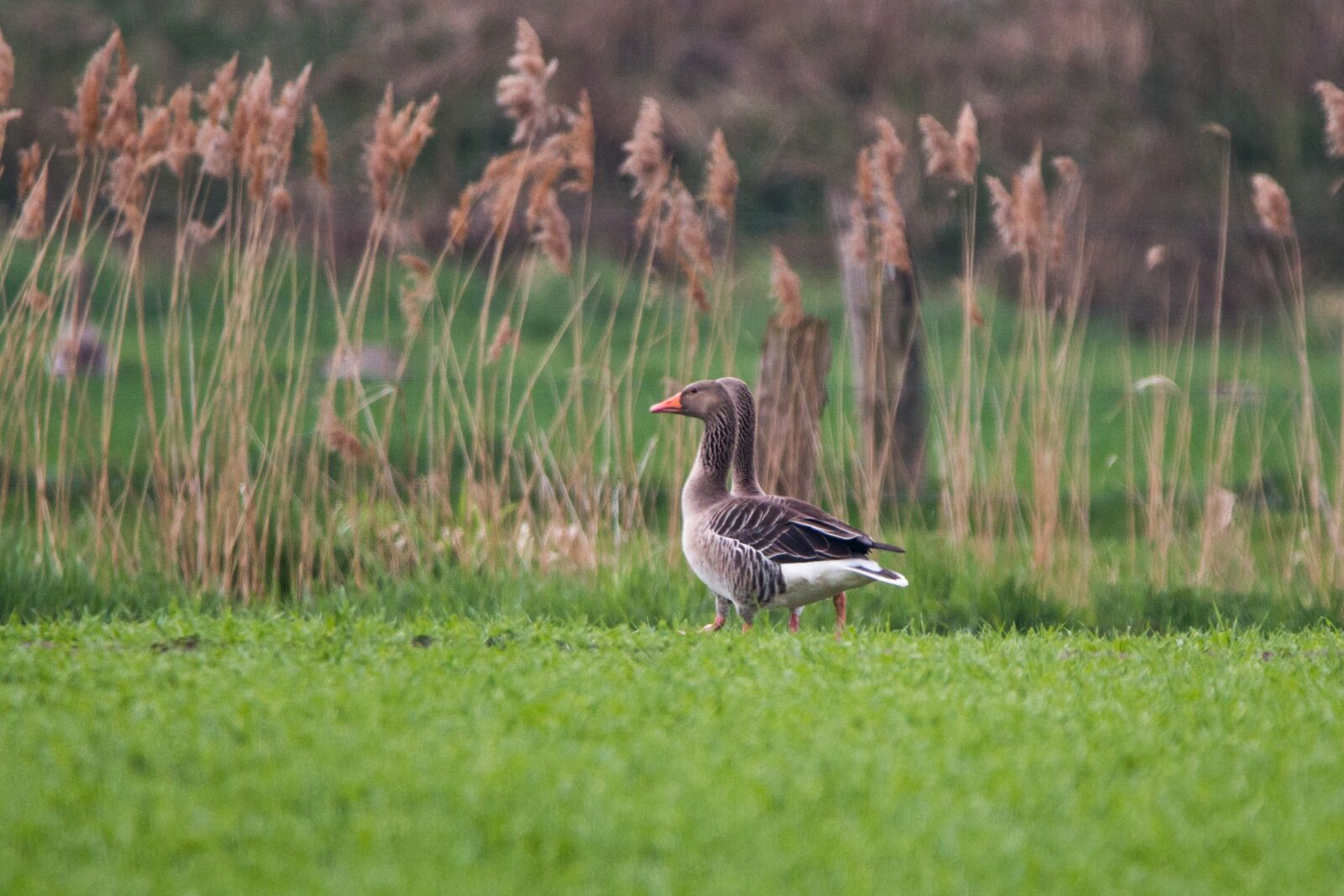 150-600mm F5-6.3 DG OS HSM | Contemporary 015 sample photo. Wild geese, goose, geese photography