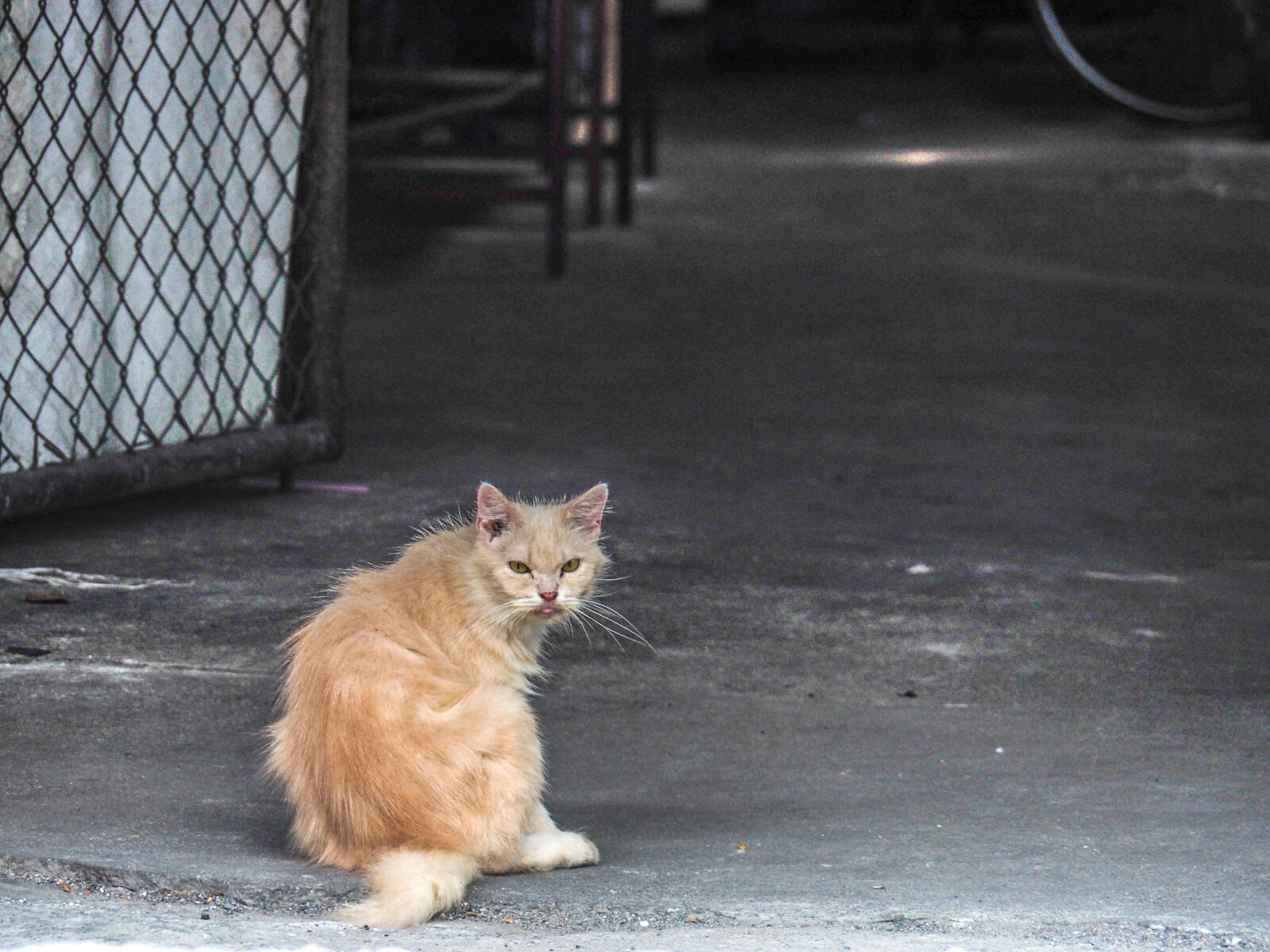 Olympus OM-D E-M10 II sample photo