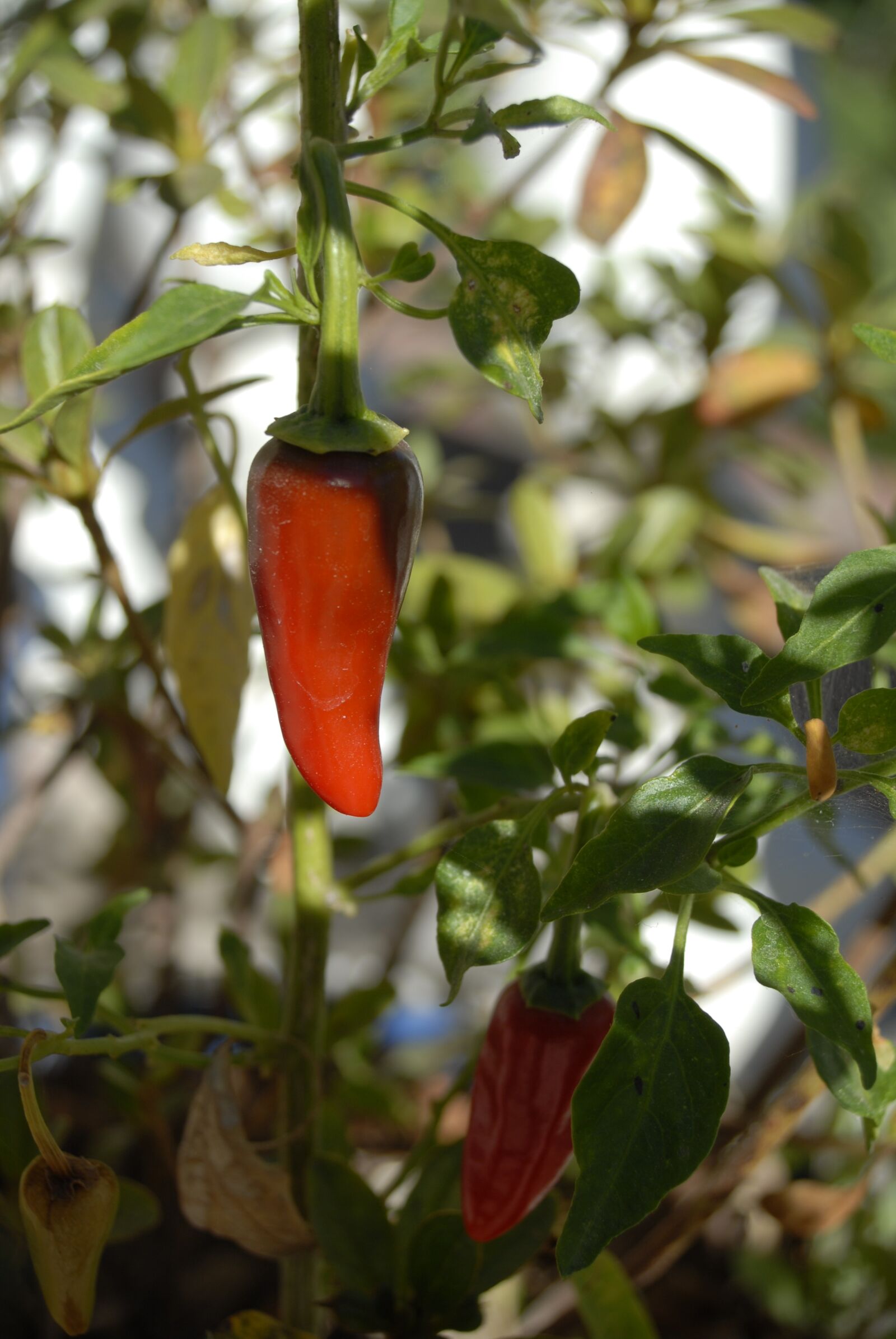 Nikon D200 sample photo. Chile, spicy, tree photography