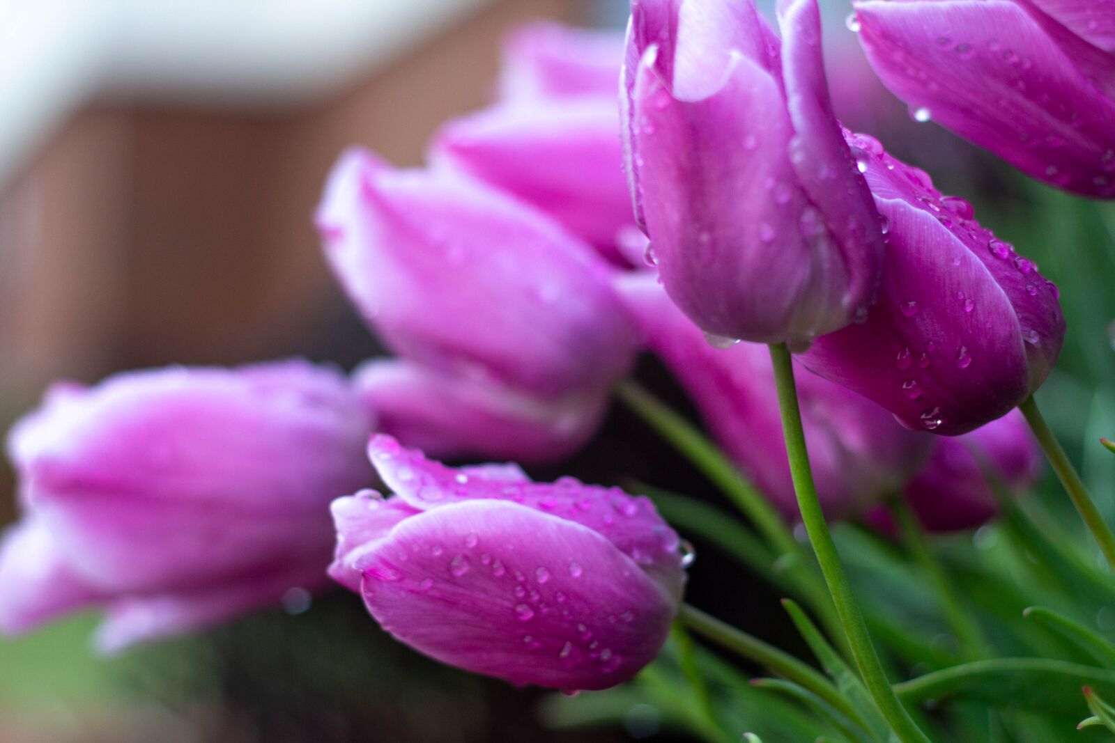 Canon EOS 60D + Canon EF 50mm F1.8 II sample photo. Flowers, tulips, nature photography