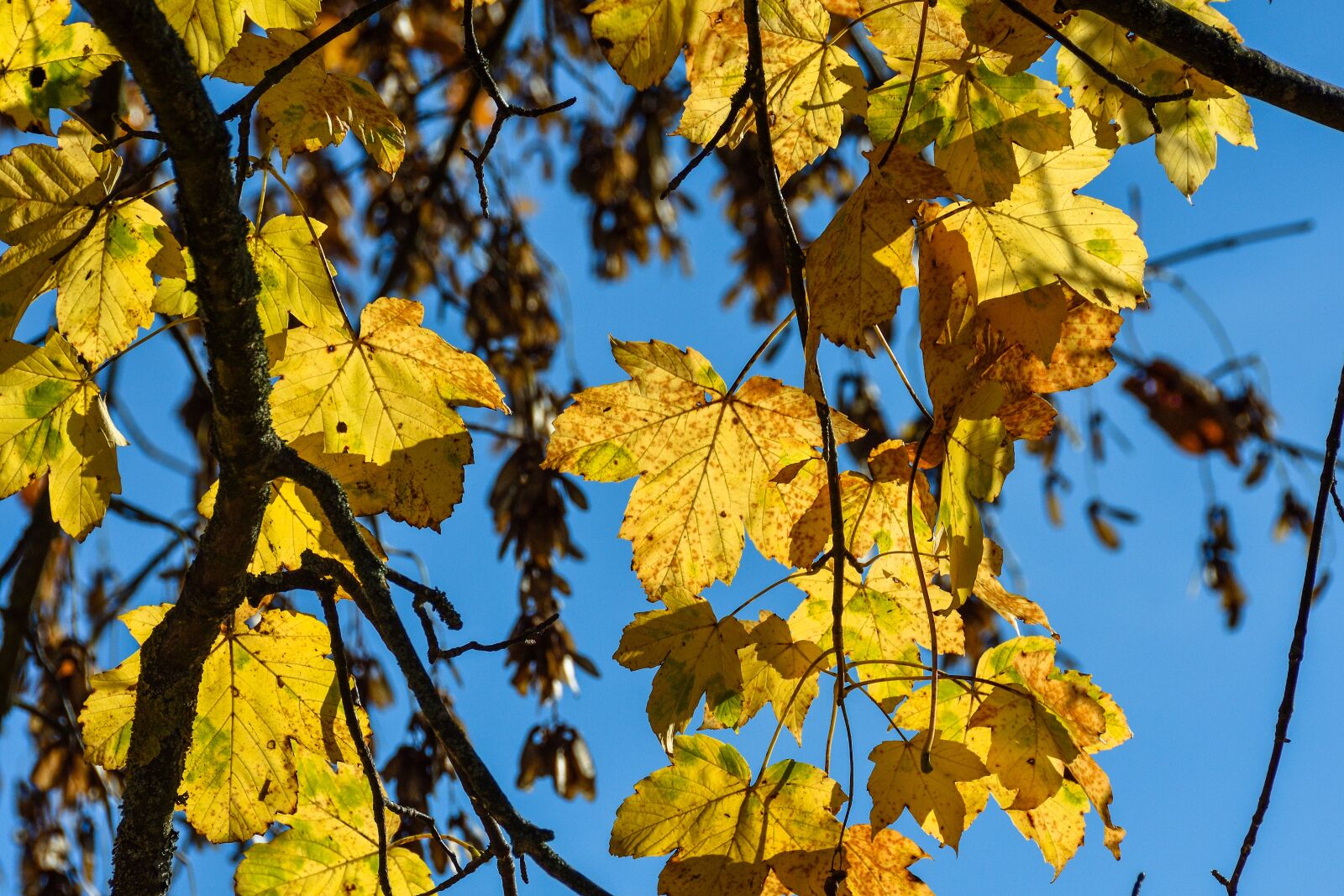 Nikon D7200 sample photo. Deciduous tree, autumn, november photography