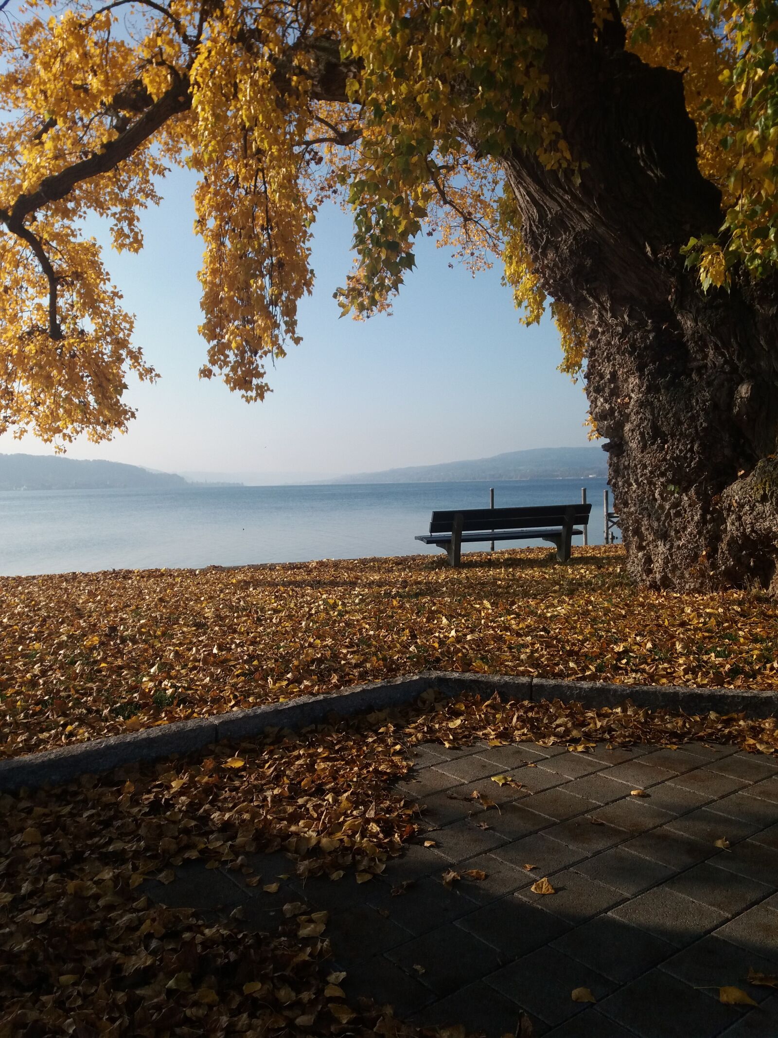 Samsung Galaxy J5(2016) sample photo. Lake constance, reichenau, autumn photography