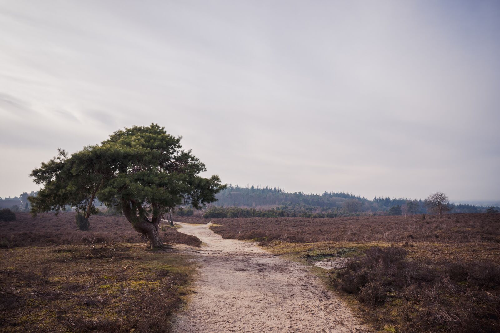 Sigma 16mm F1.4 DC DN | C sample photo. Nature, tree, landscape photography