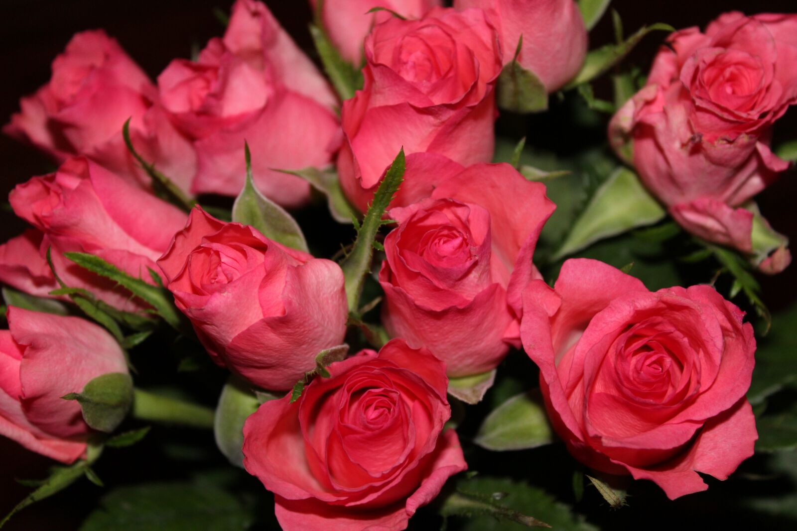 Canon EOS 1300D (EOS Rebel T6 / EOS Kiss X80) sample photo. Bouquet of roses, pink photography