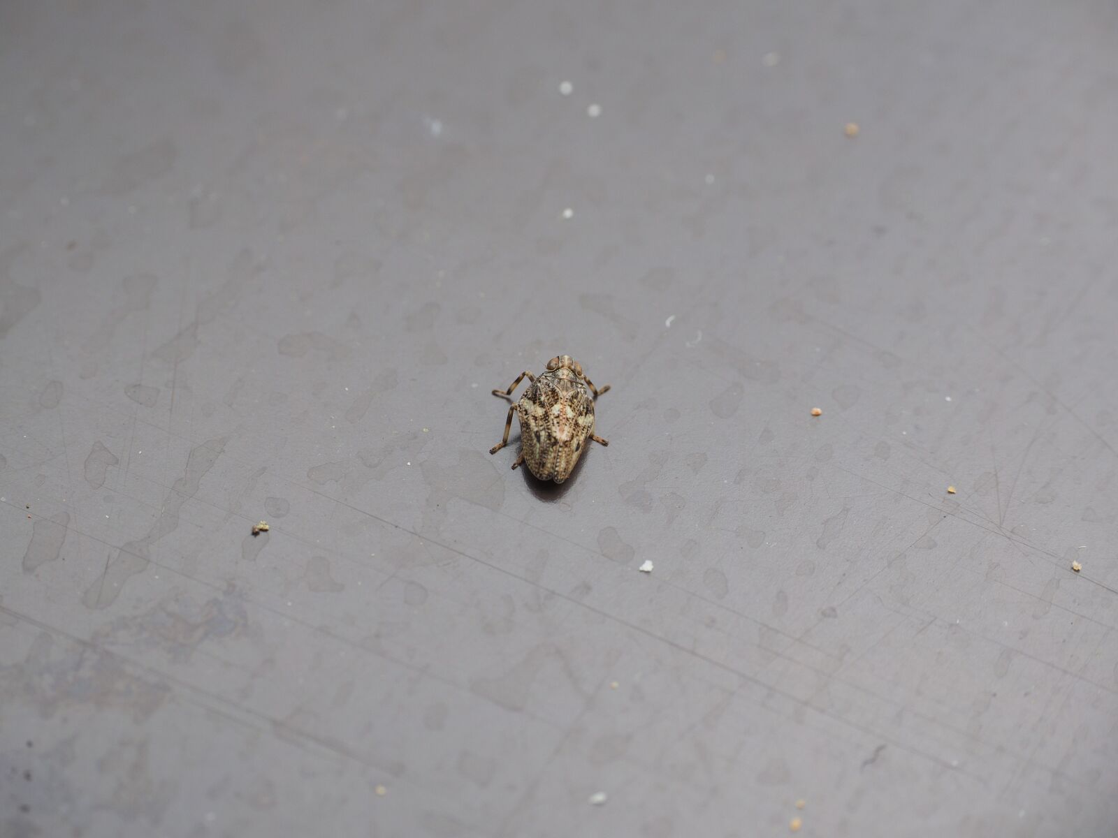 Olympus OM-D E-M1 + Olympus M.Zuiko Digital ED 12-40mm F2.8 Pro sample photo. Issus coleoptratus, insect, cicada photography