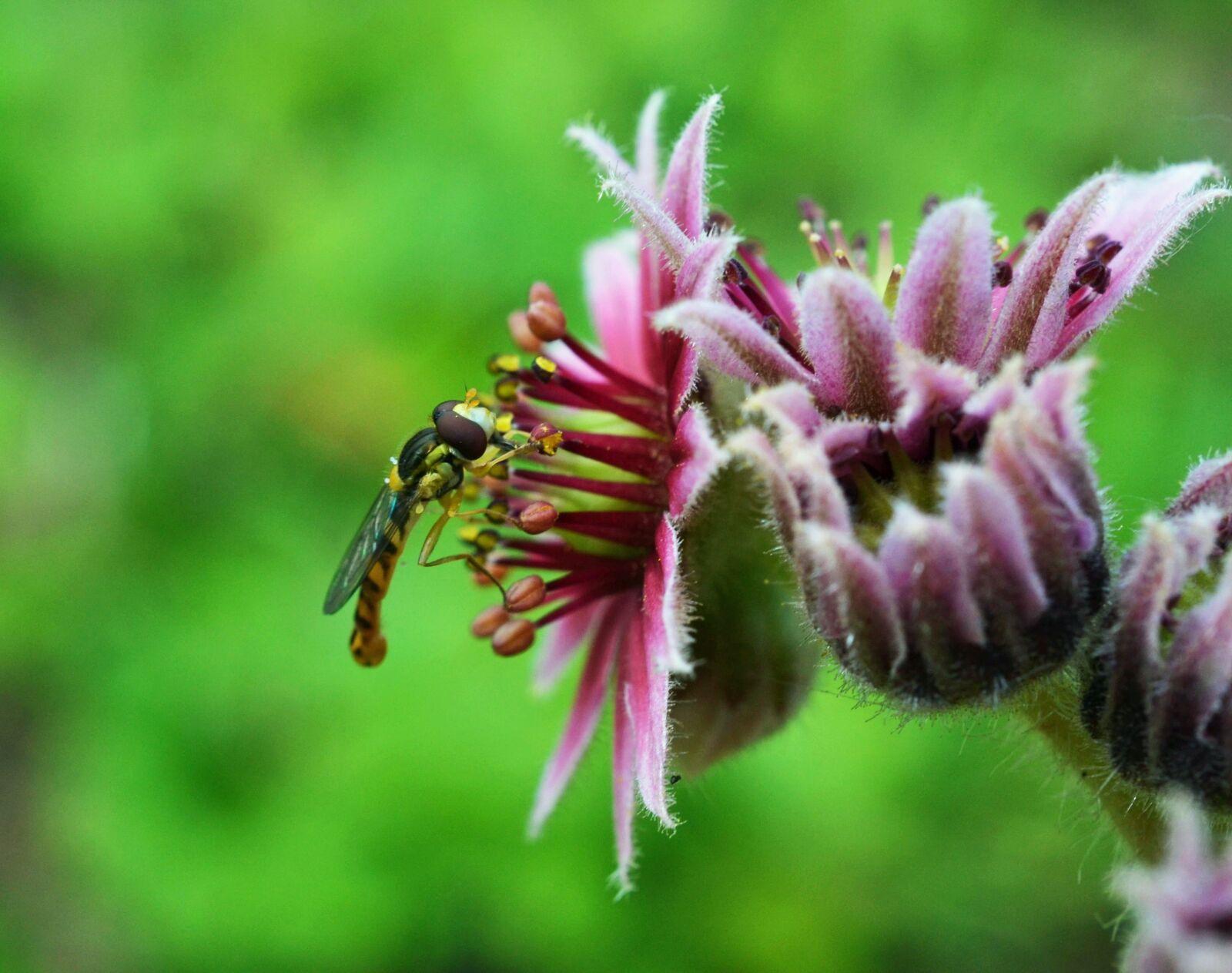 Nikon D3100 sample photo. Ordinary long belly campestris photography