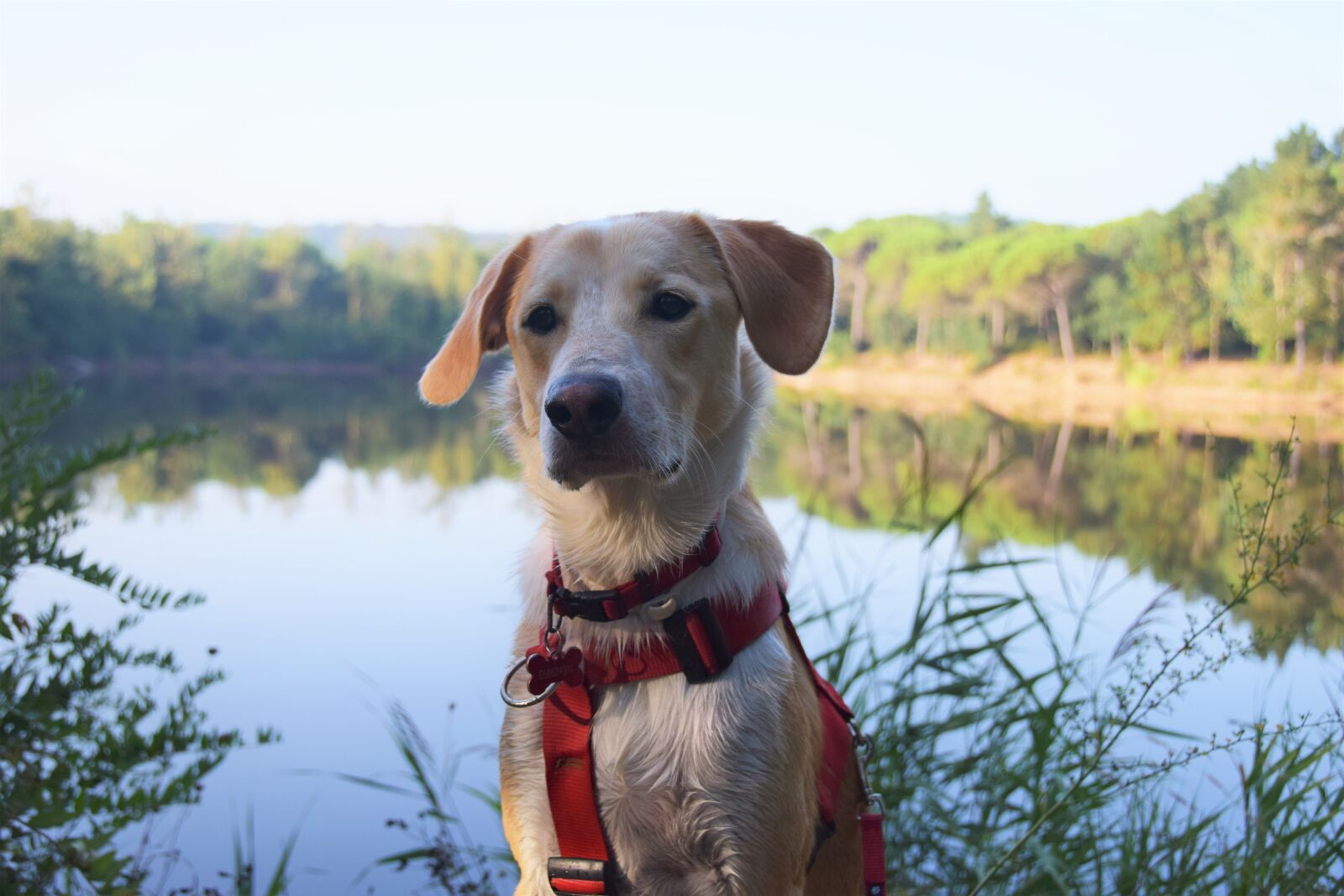 Nikon D5300 sample photo. Dog, animal, puppy photography