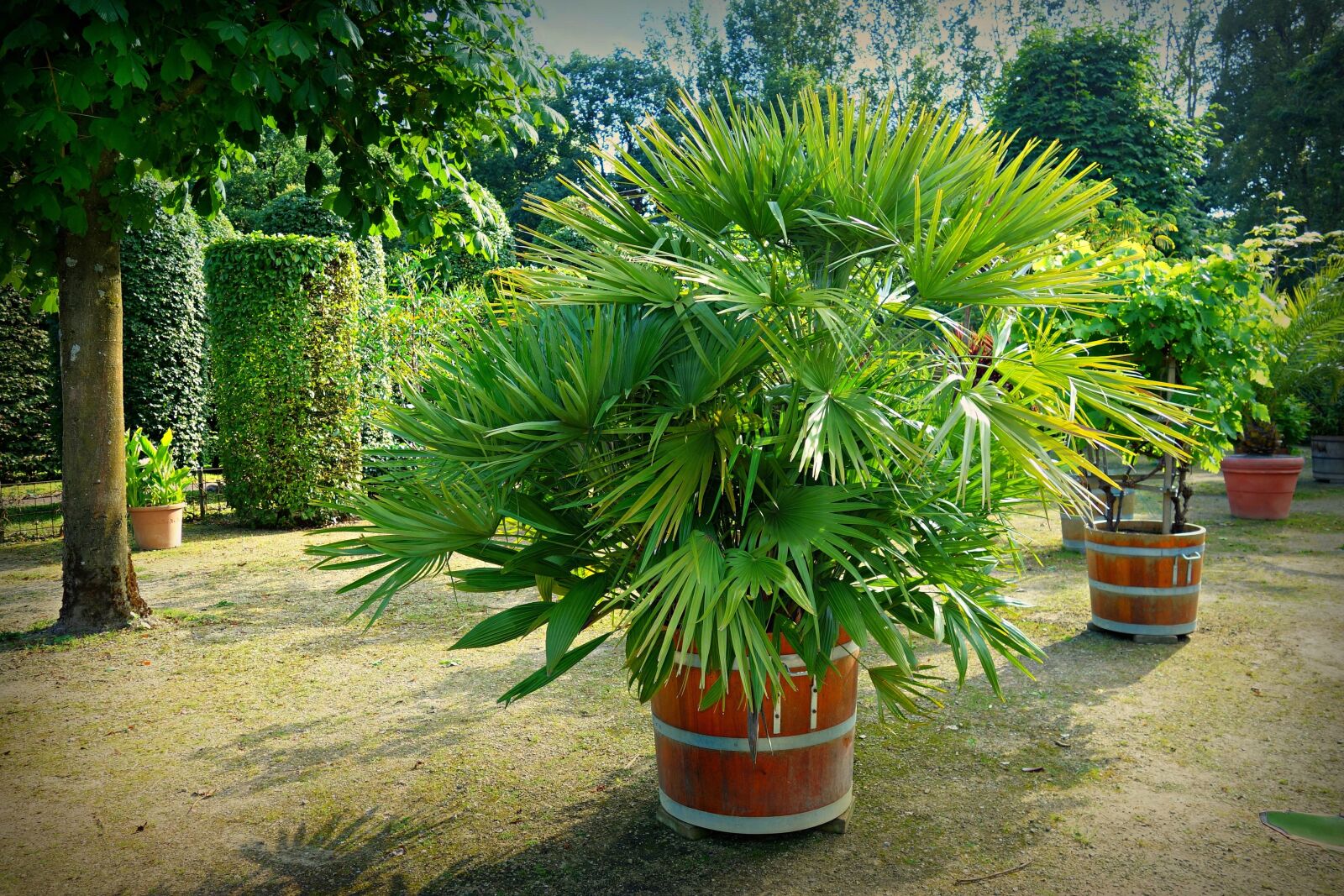 Sony Cyber-shot DSC-RX100 sample photo. Palm, potted palm, orangery photography