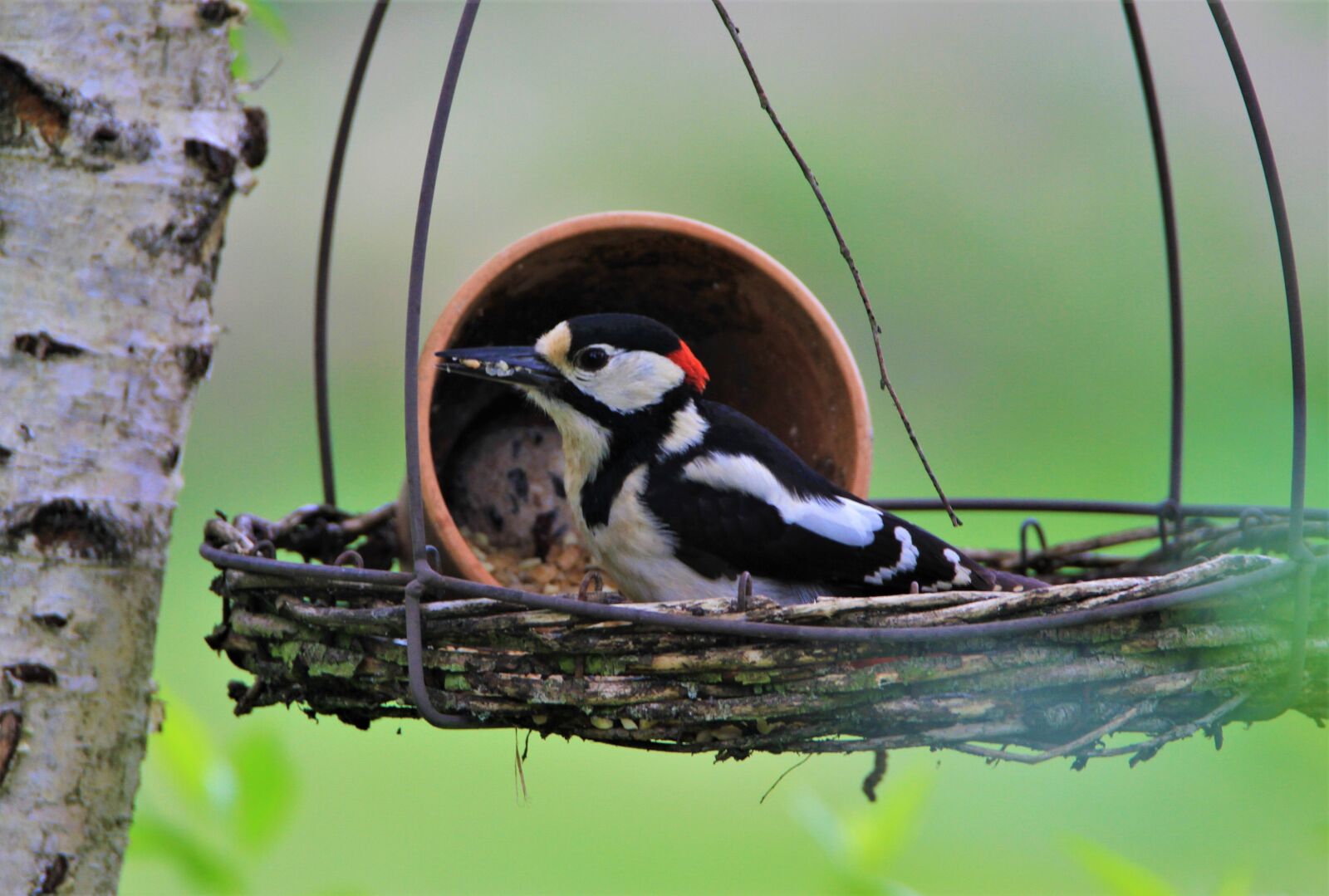 Tamron SP 150-600mm F5-6.3 Di VC USD sample photo. Great spotted woodpecker, fat photography