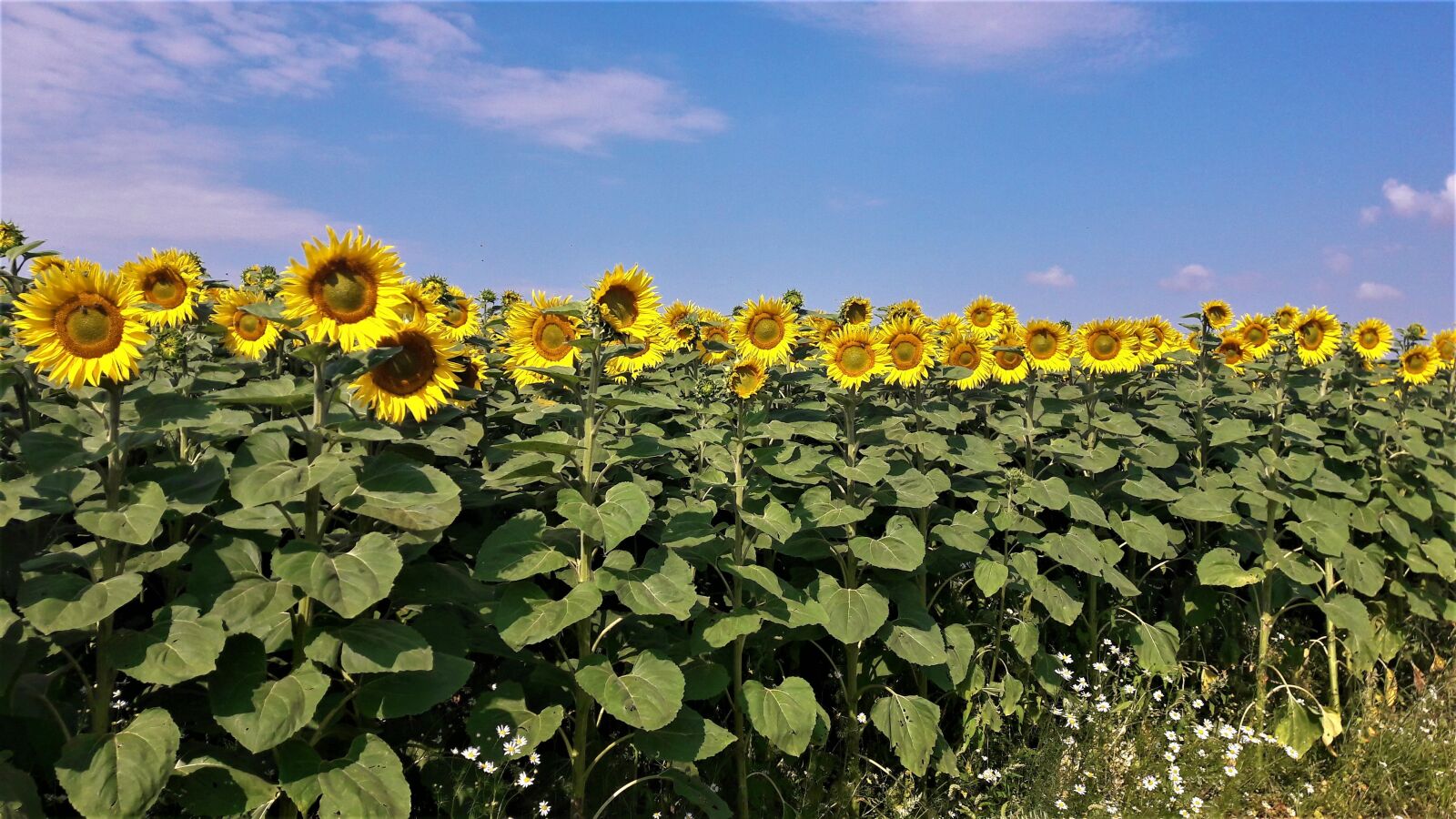 Samsung Galaxy A5(2016) sample photo. Sunflower, field, sky photography