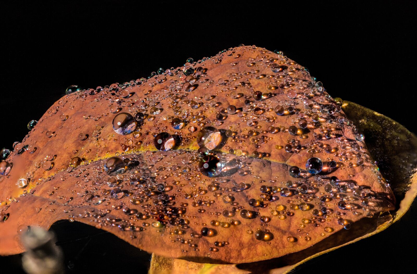 Canon EOS 7D Mark II sample photo. Leaf, leaves, fall foliage photography