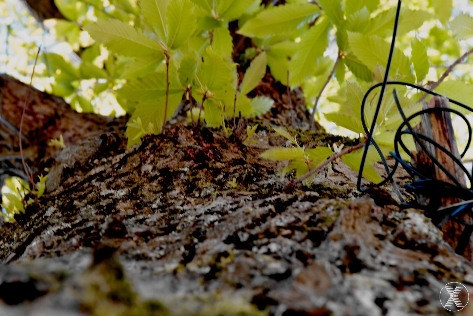 Nikon D7500 sample photo. Tree, nature, forest photography