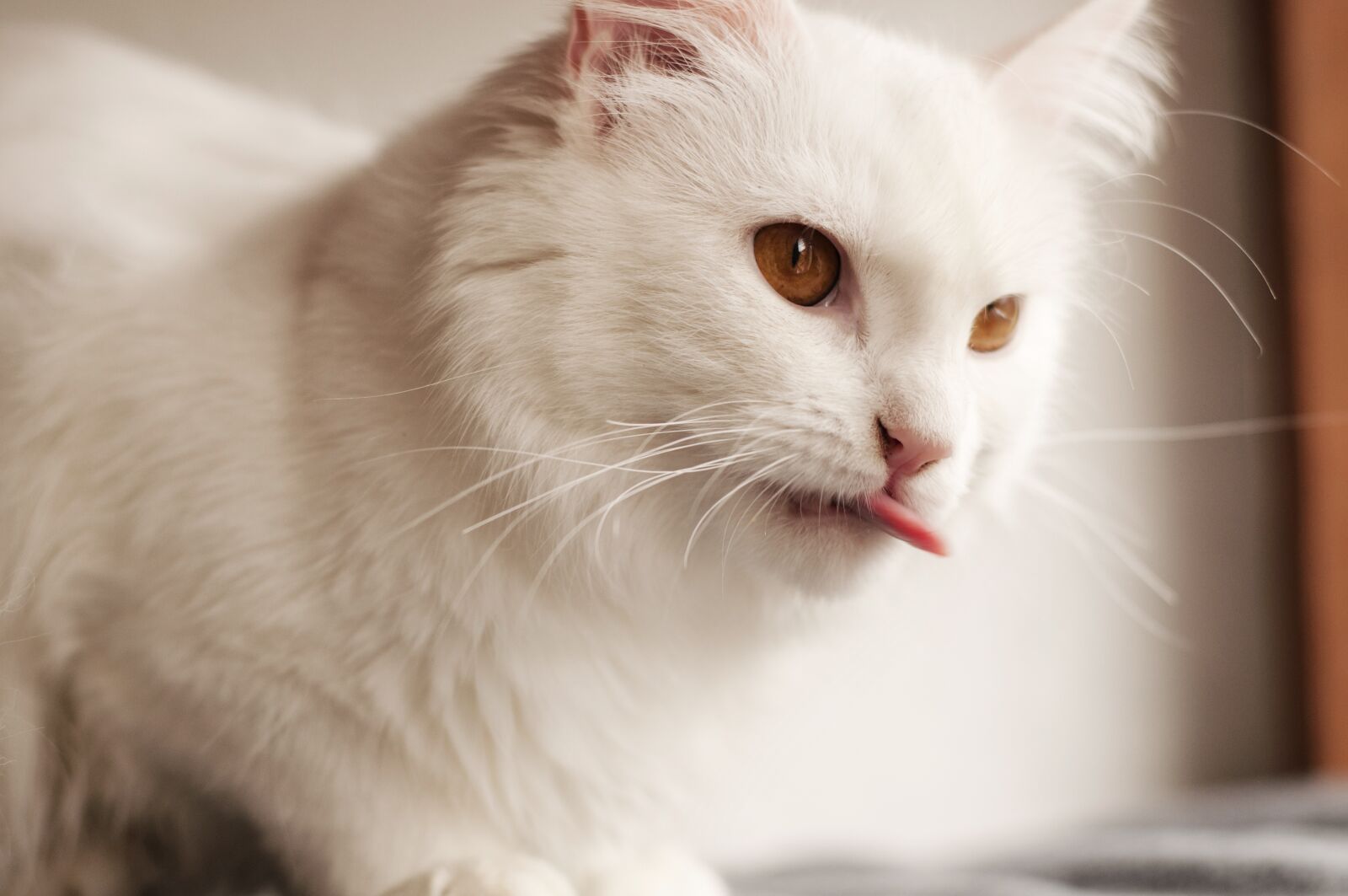 Nikon D5000 sample photo. Cute, cat, animal photography