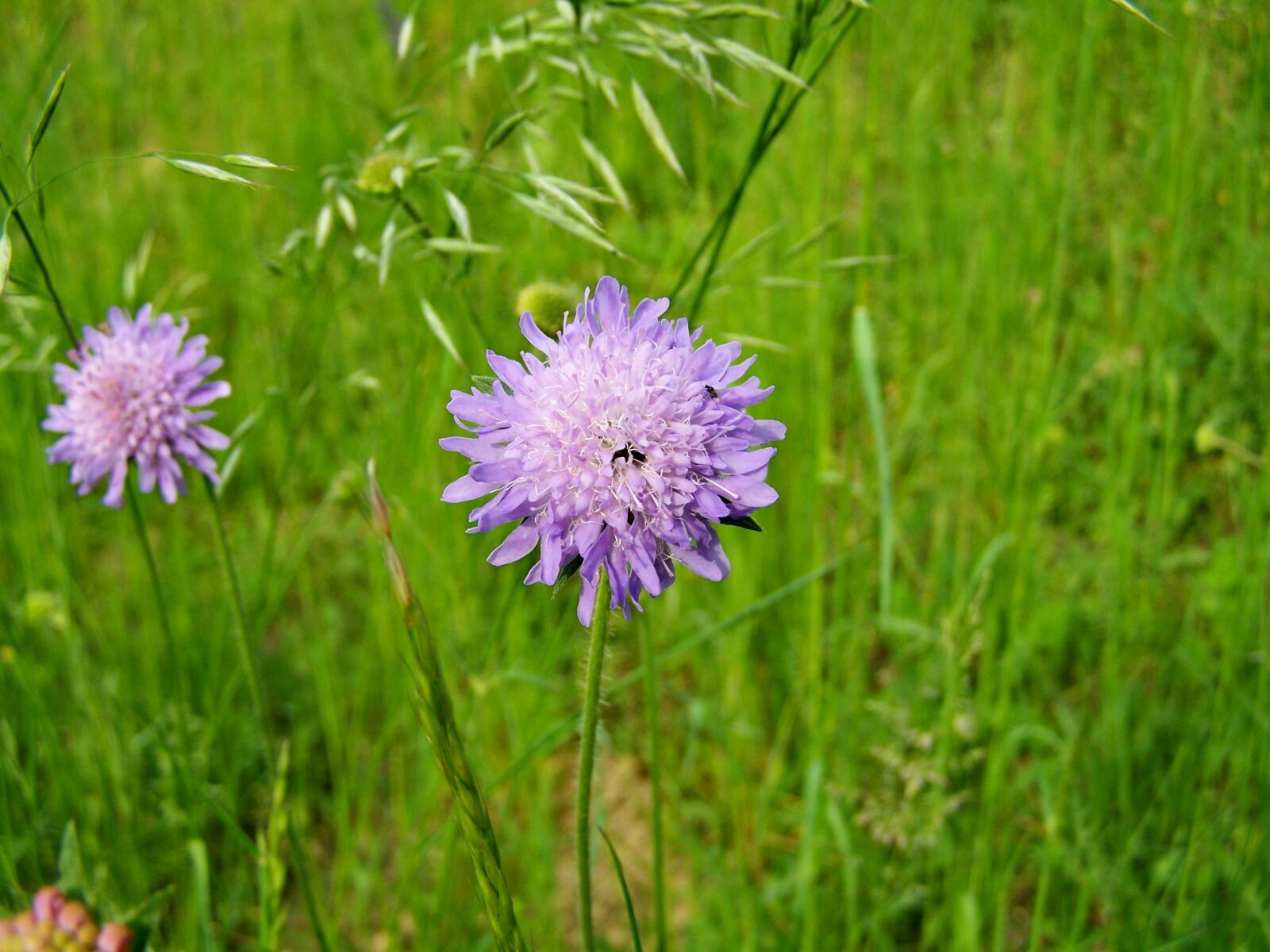 Kodak EASYSHARE ZD710 ZOOM DIGITAL CAMERA sample photo. Wildflower, meadow flower, nature photography
