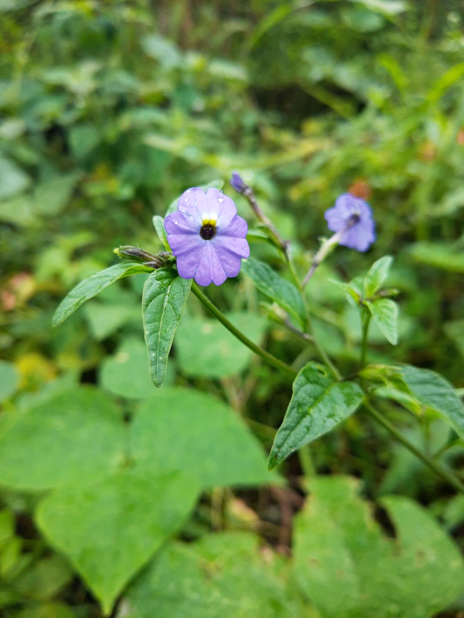 Motorola ONE ACTION sample photo. Violet, tiny flower, simple photography