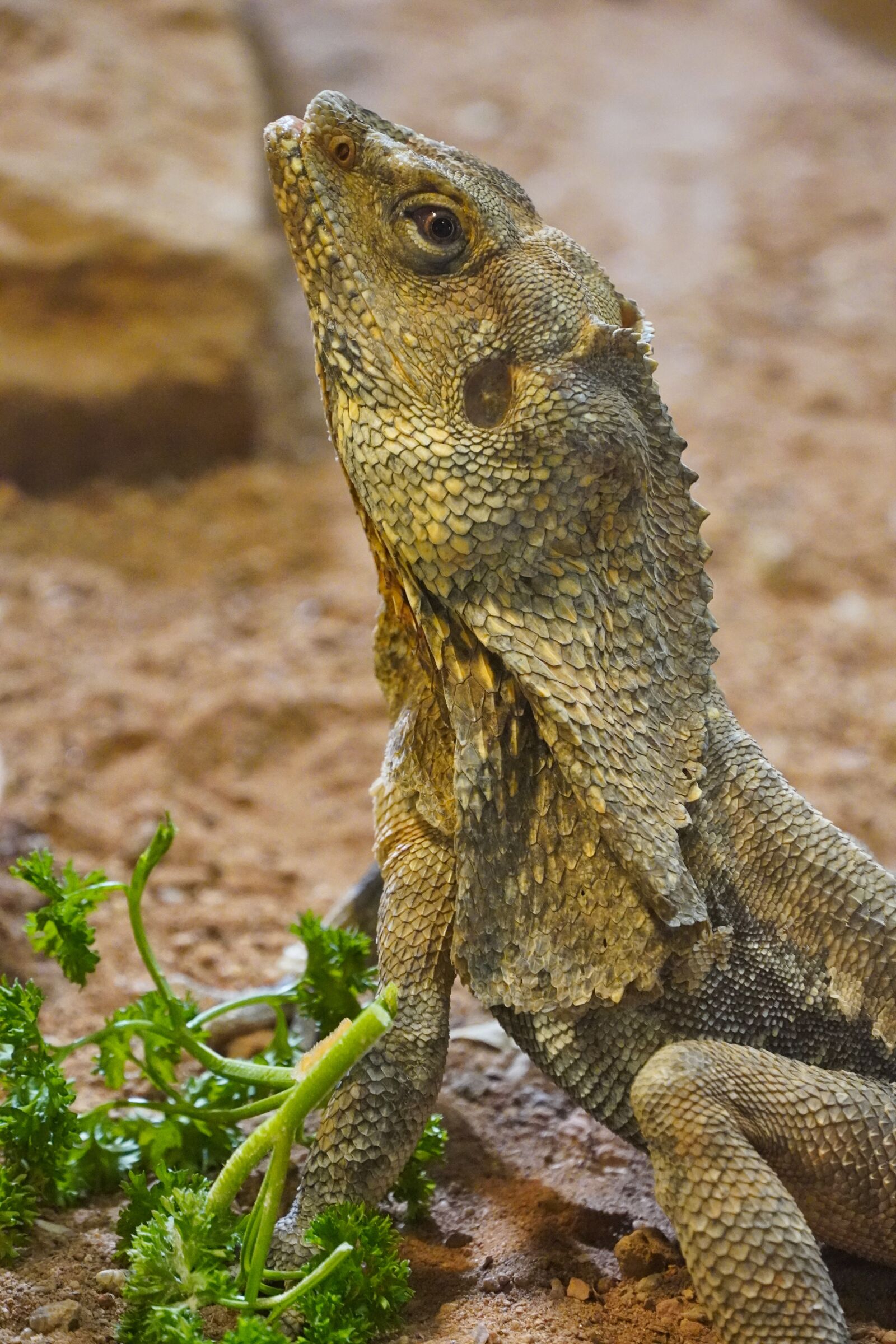 Sony a6400 sample photo. Iguana, lizard, terrarium photography