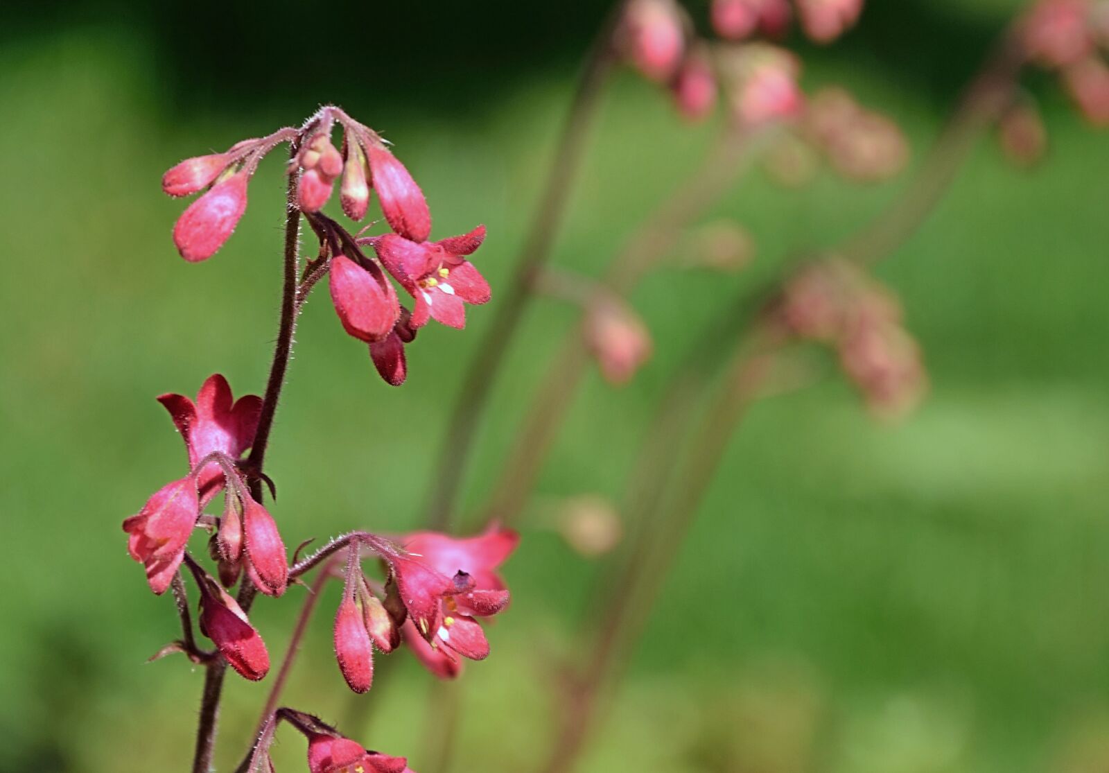Nikon D3300 sample photo. Flower, red, spring photography
