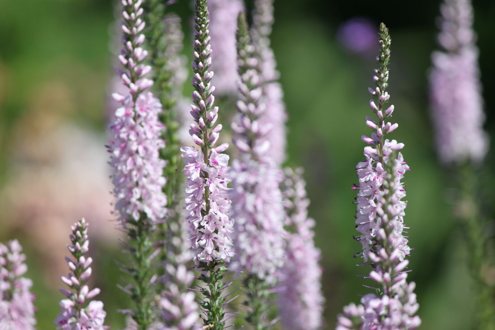 Canon EOS 500D (EOS Rebel T1i / EOS Kiss X3) sample photo. Flower, pink, garden photography