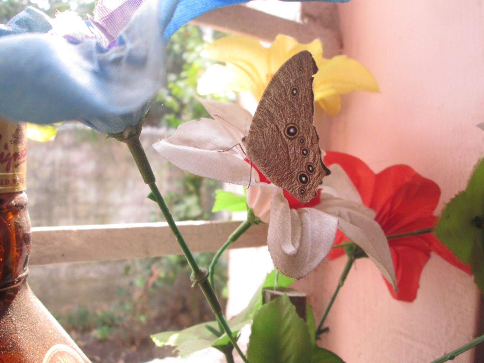 Canon PowerShot A2500 sample photo. Butterfly, flowers photography