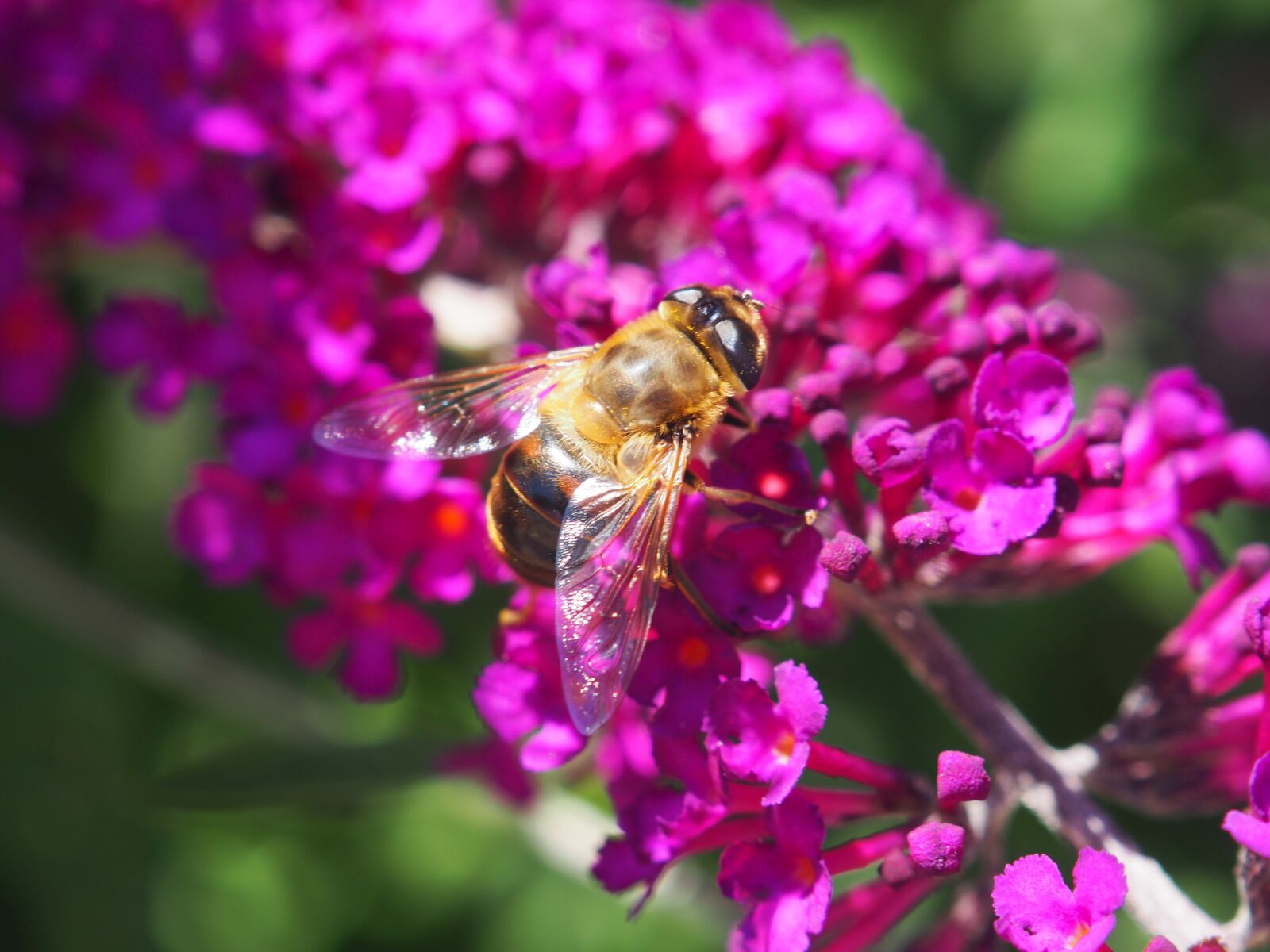 Olympus OM-D E-M10 II sample photo. Flowers, bee, nature photography