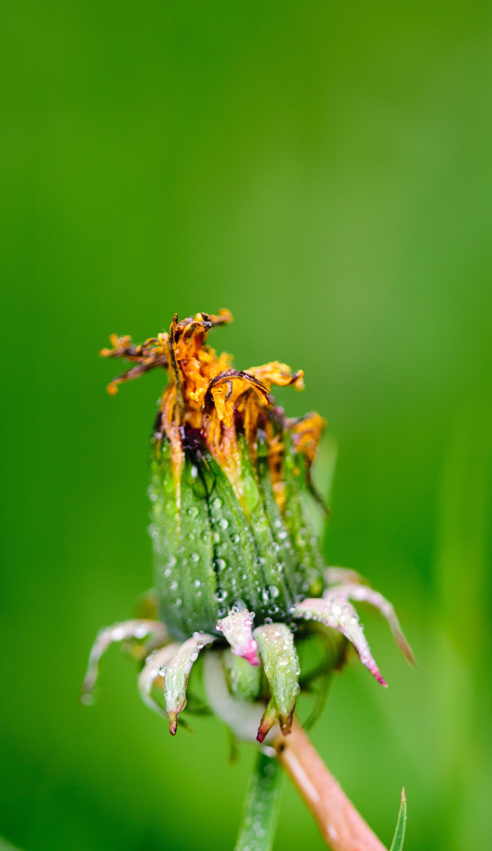 Nikon D5300 sample photo. Flower, insect, butterfly photography